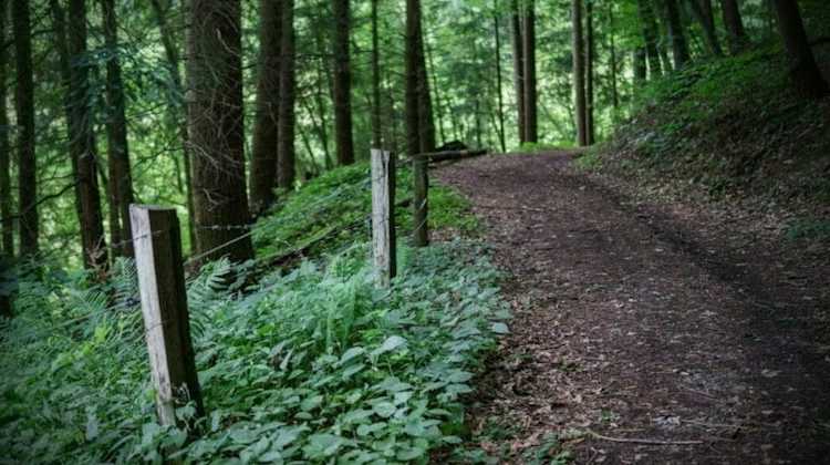 Path through the woods