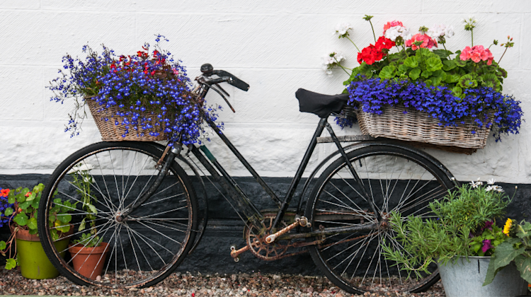 bike with flowers