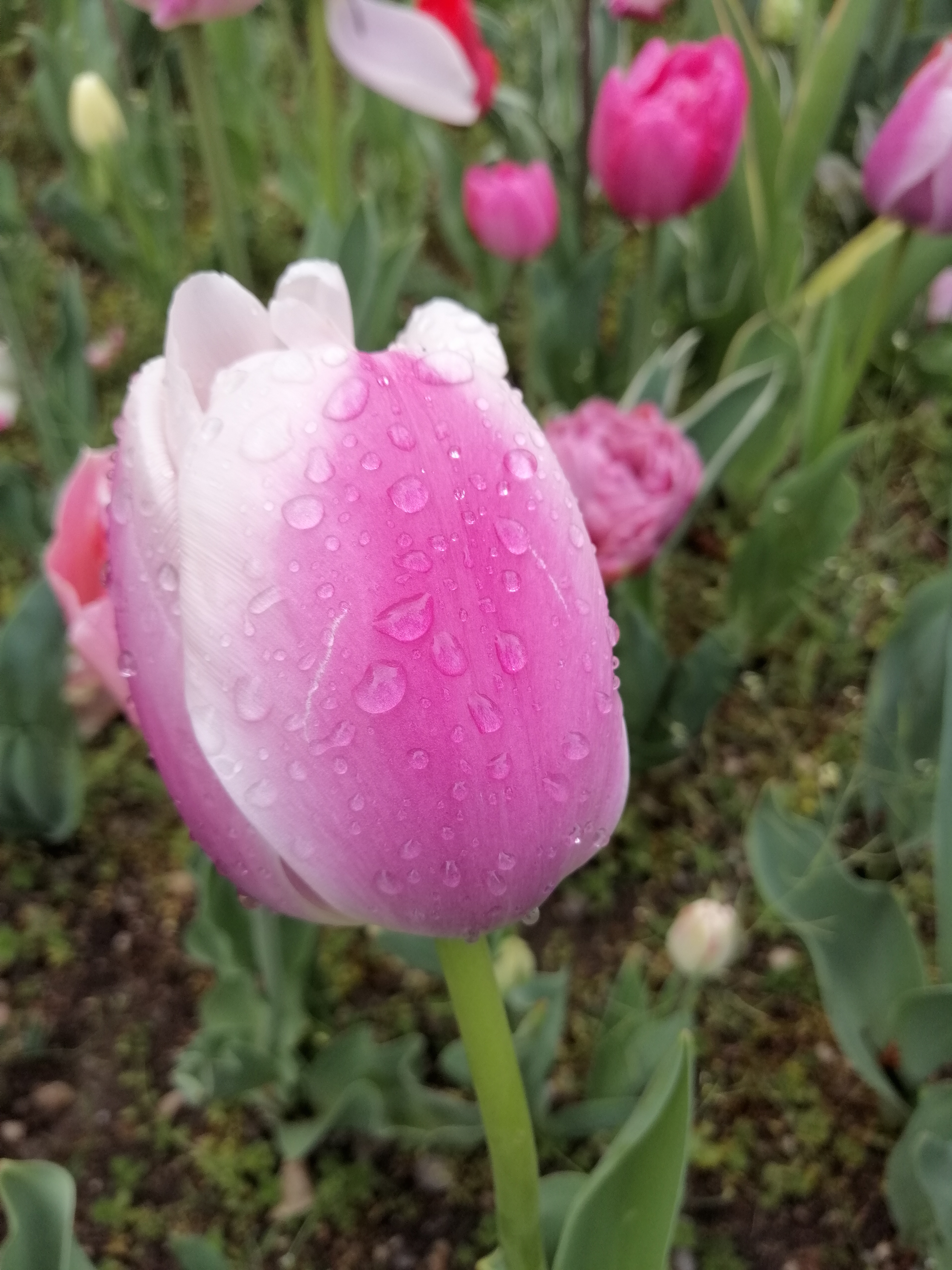 FIORE 1