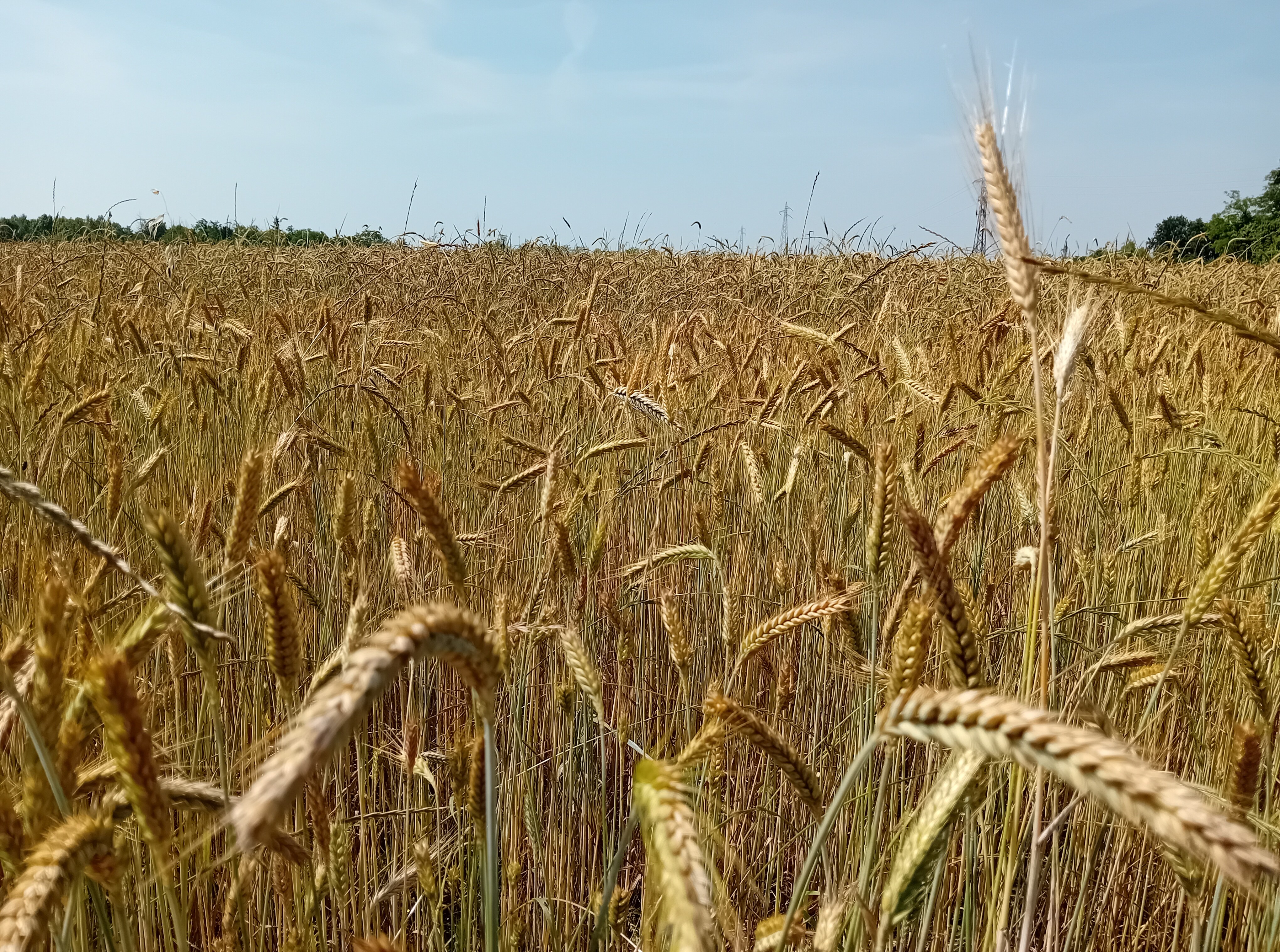 GRANO