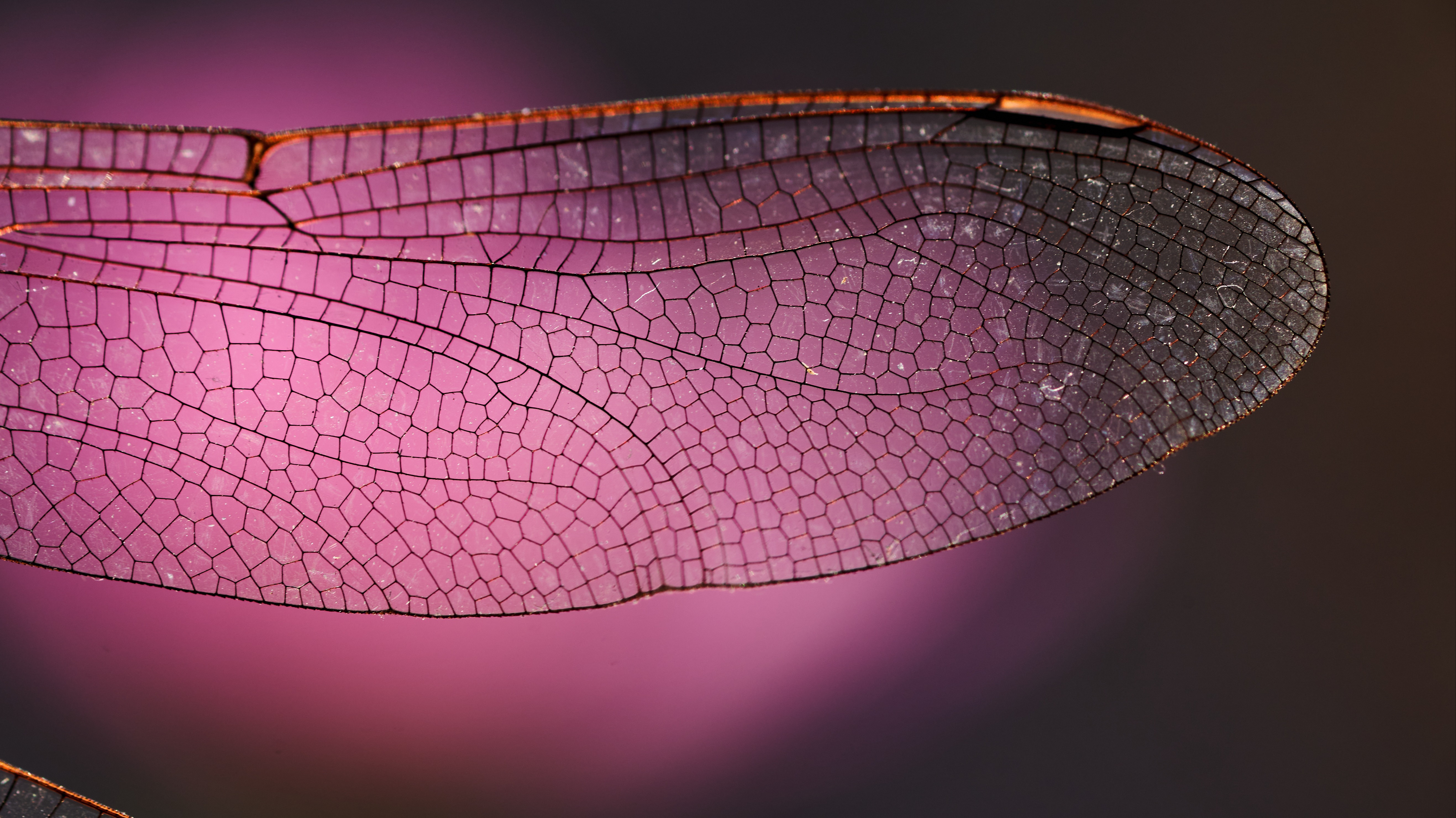 Dragonfly's wing