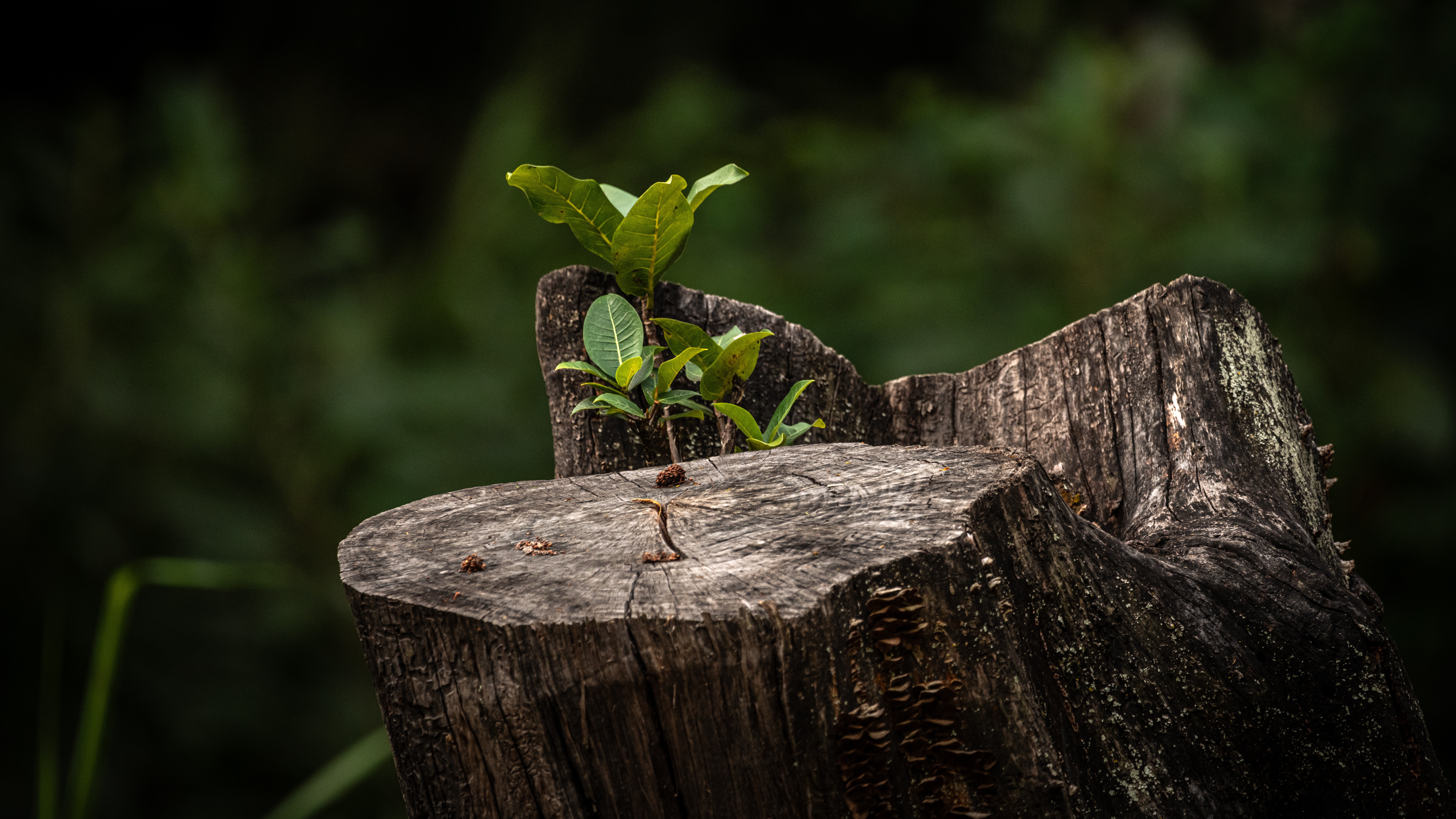 Tree stump with fern