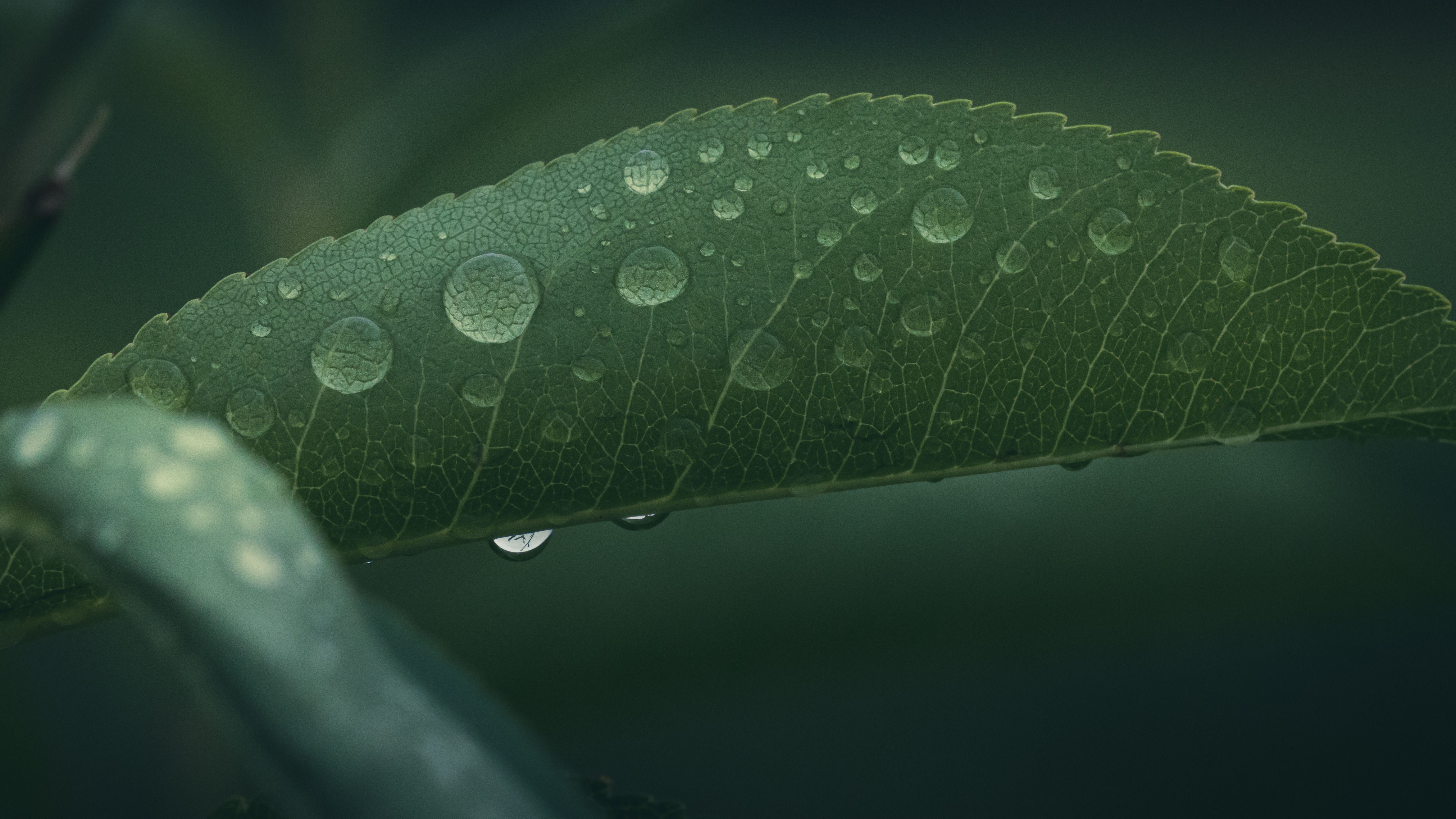 Dewy leaf