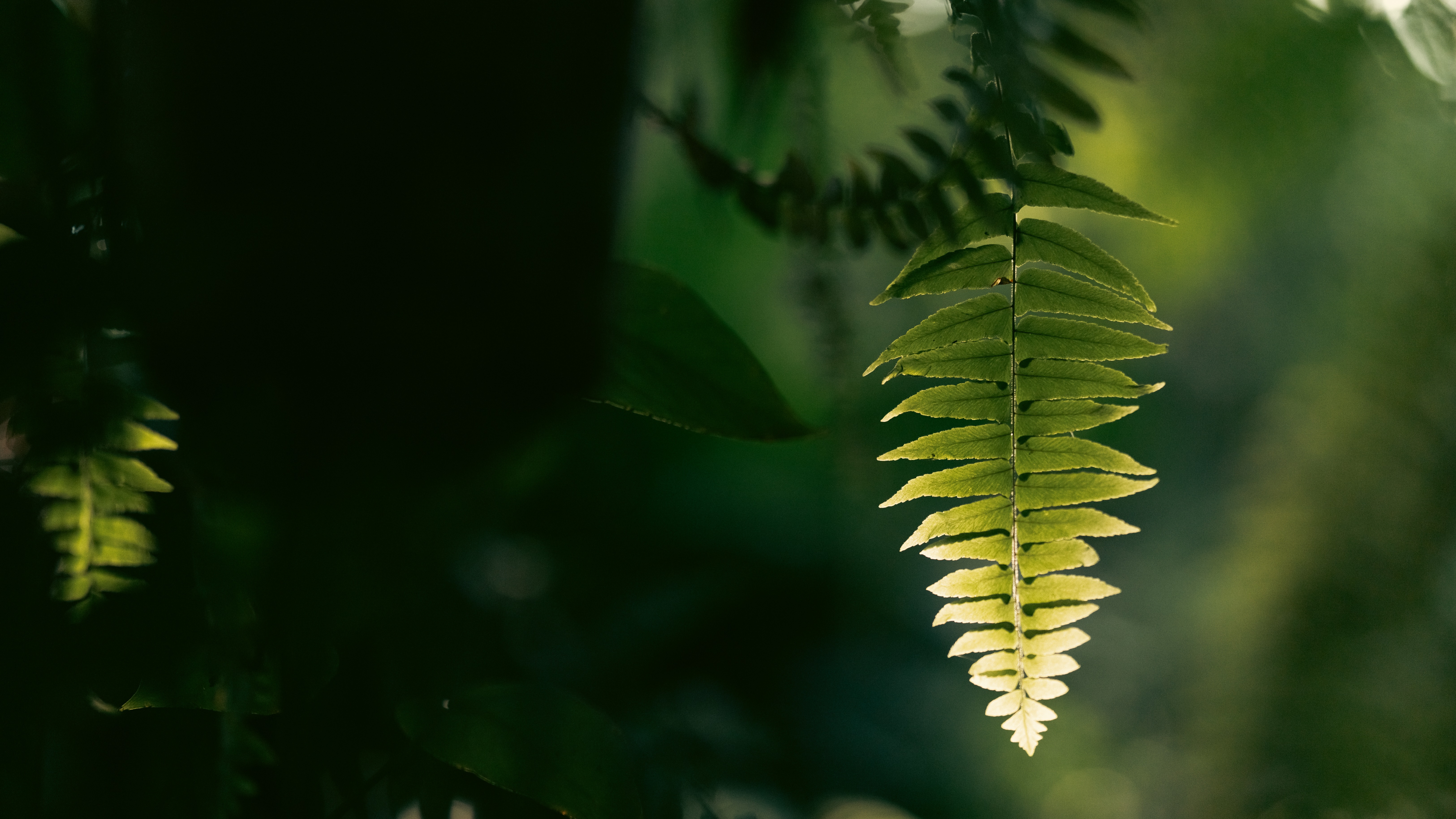 Leaf growing in forest