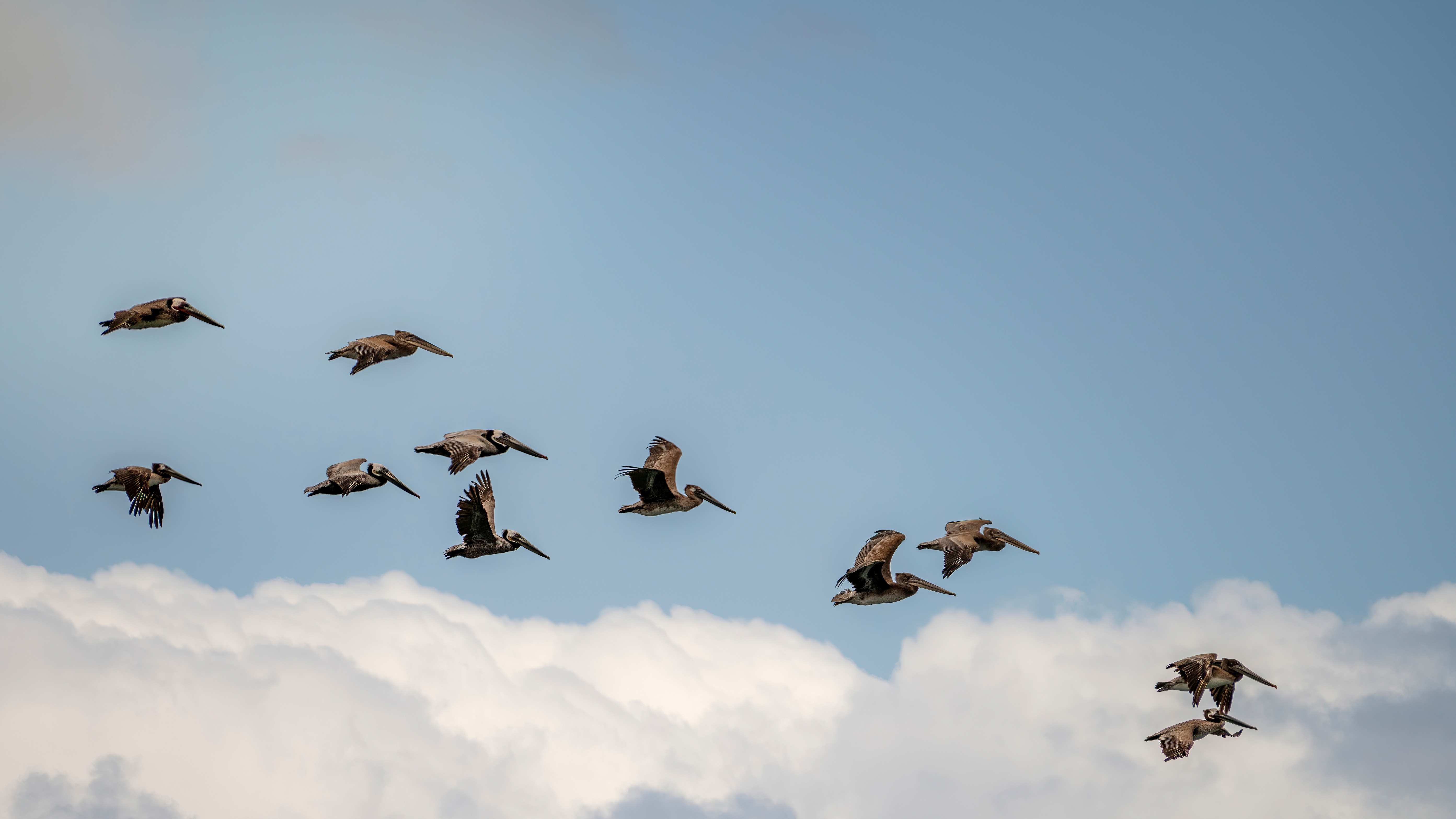 Birds flying through sky