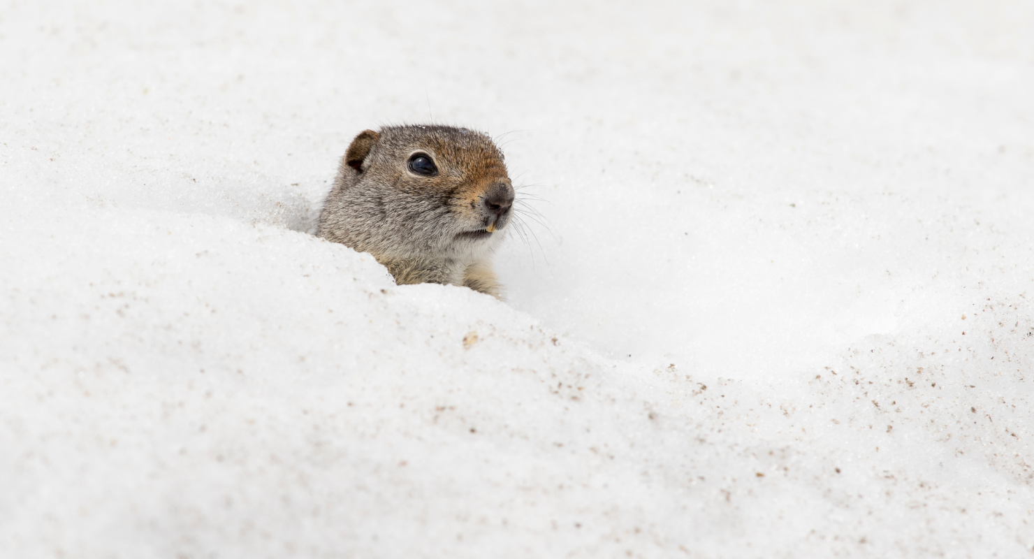 Ground squirrel
