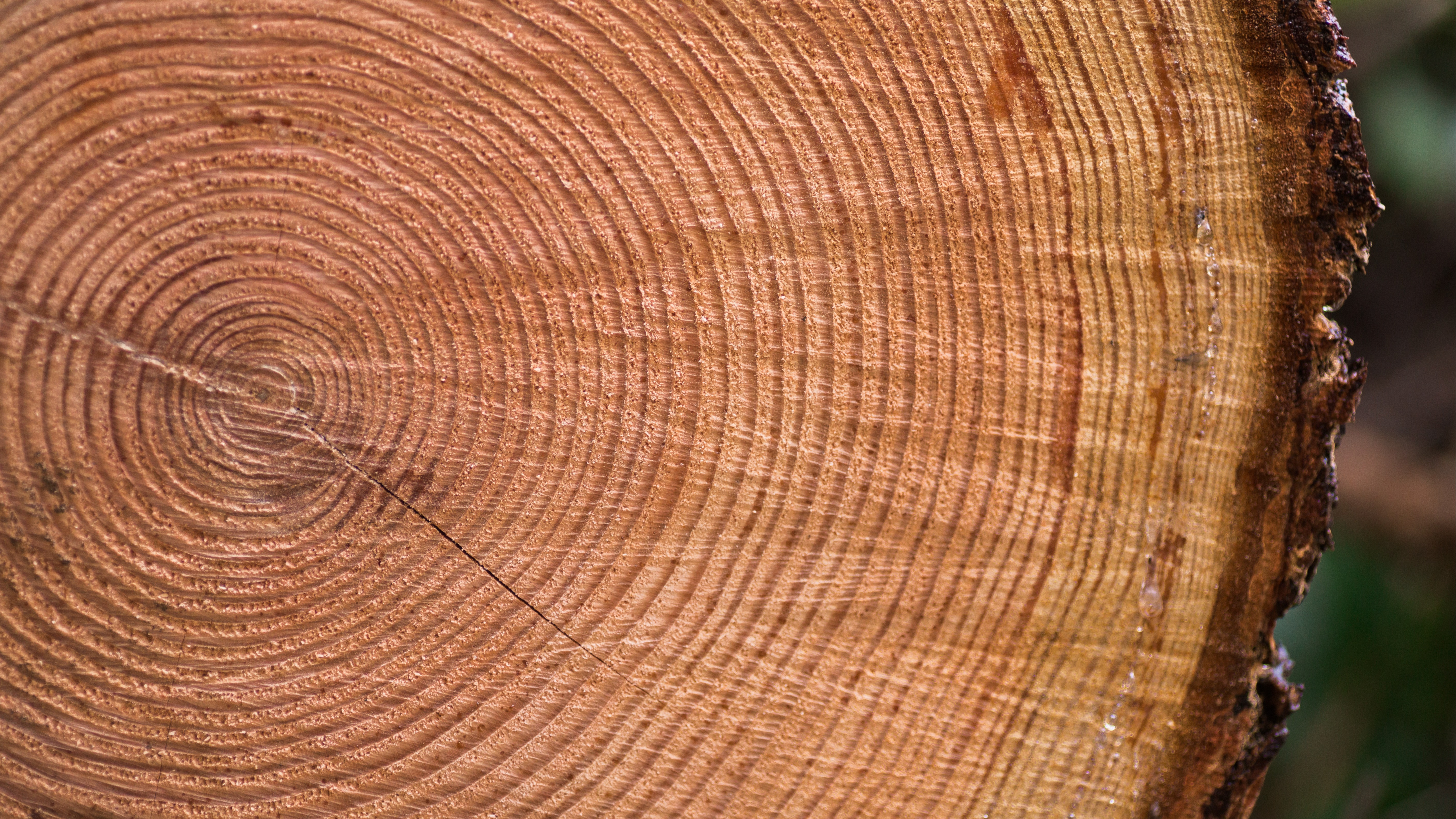 tree rings