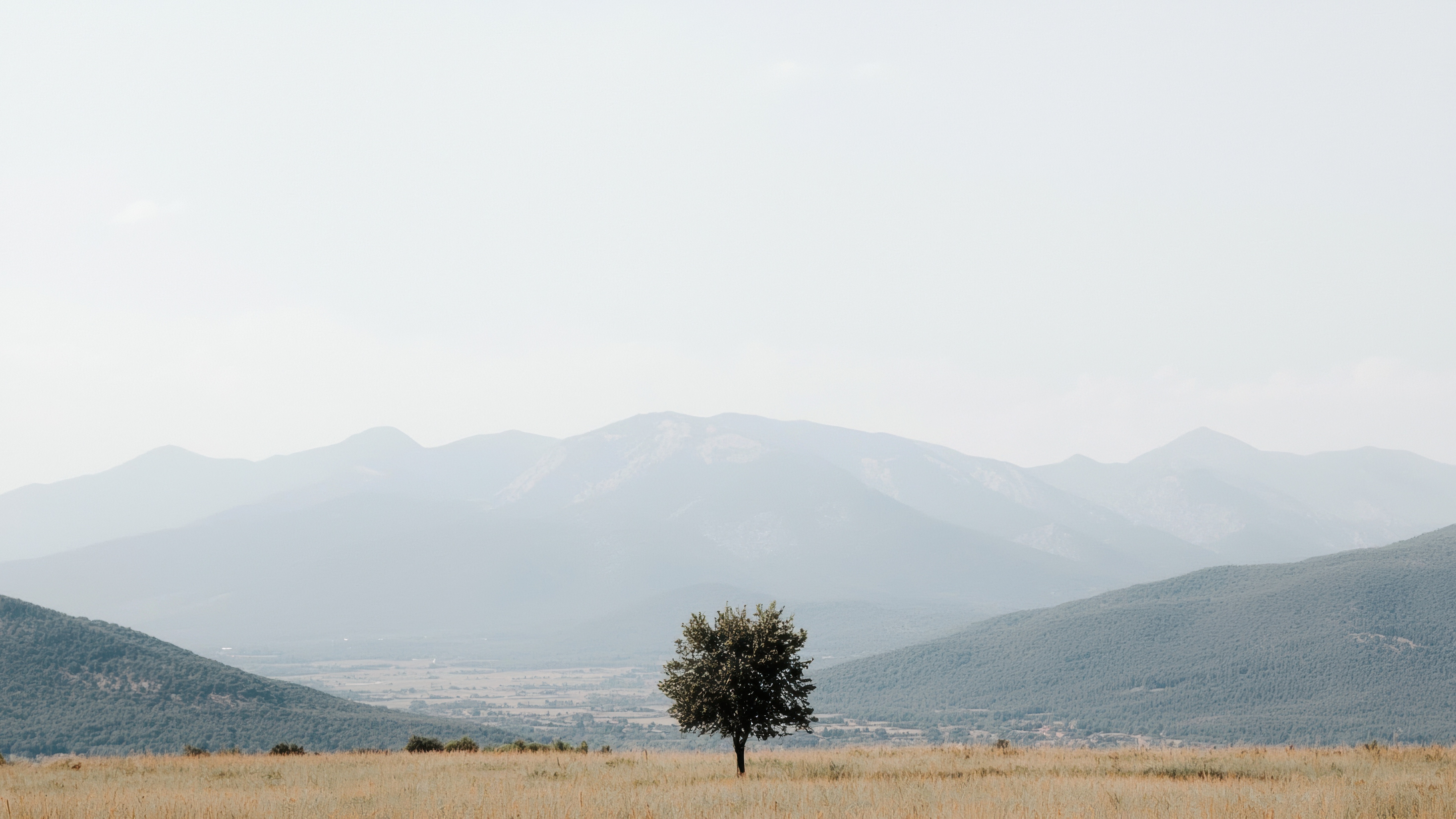 A tree in a valley