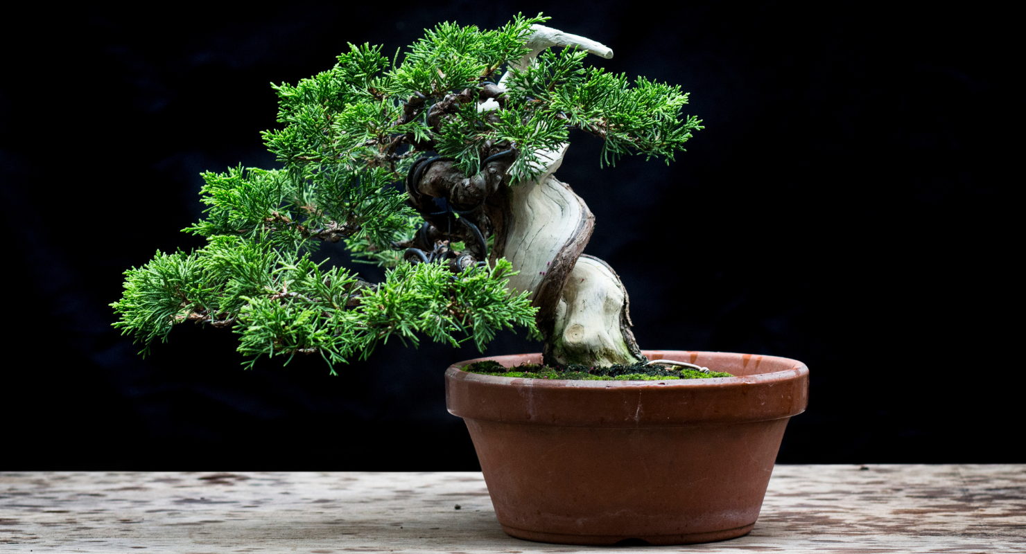 Bonsai