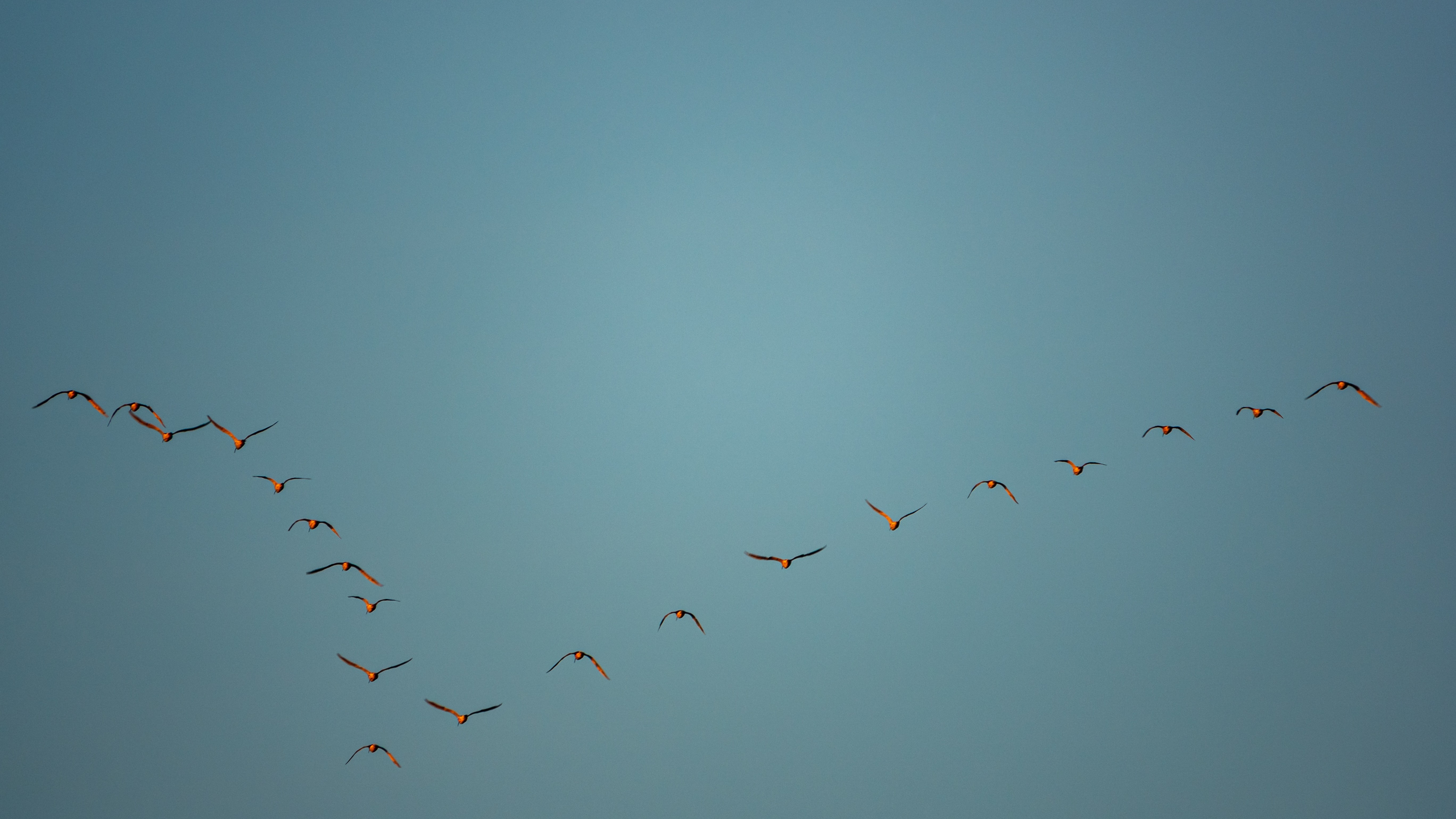 Birds flying in V shape