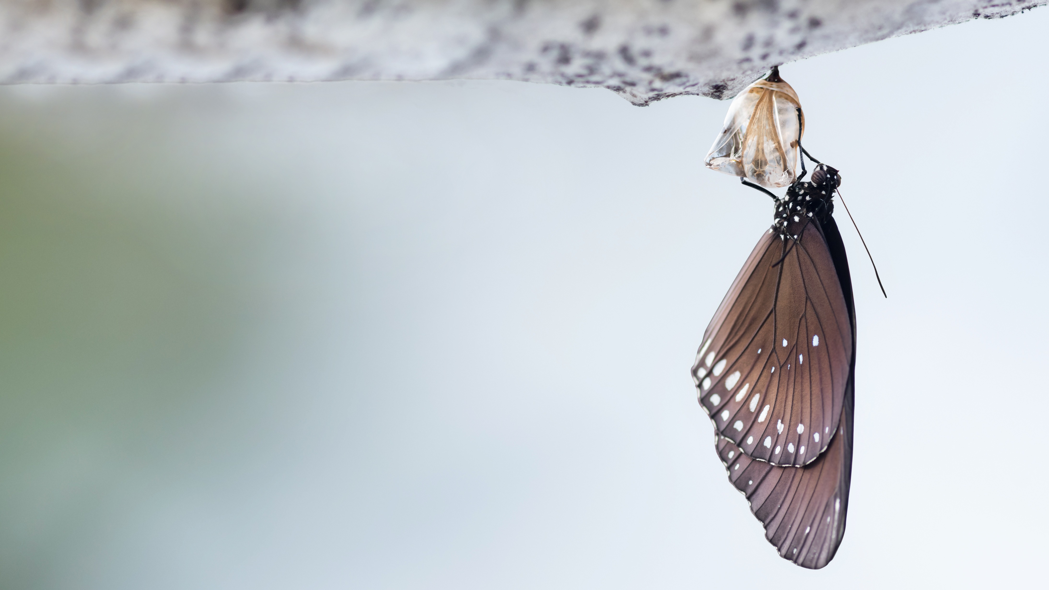 Butterfly emerged from cocoon