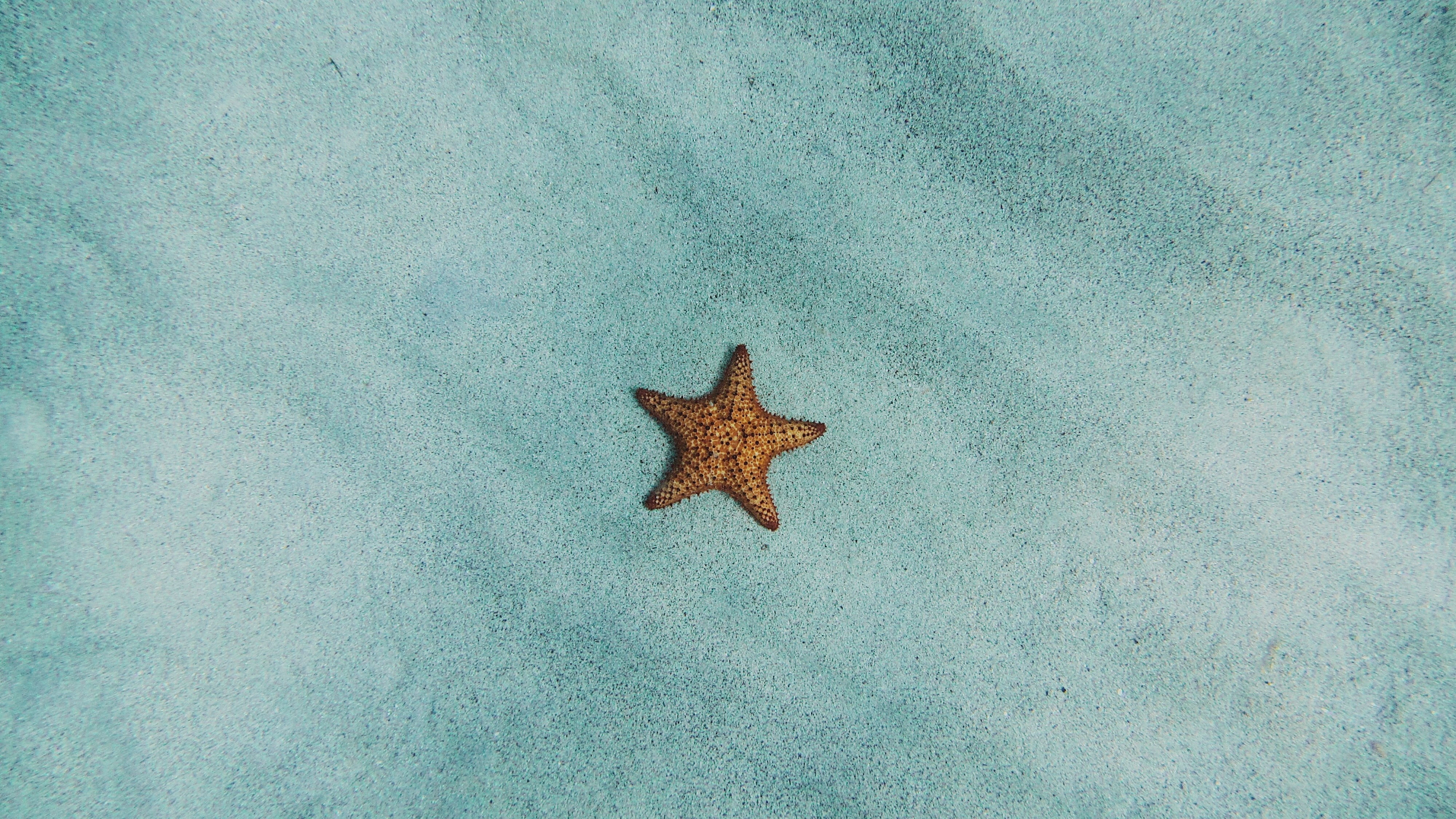 Starfish