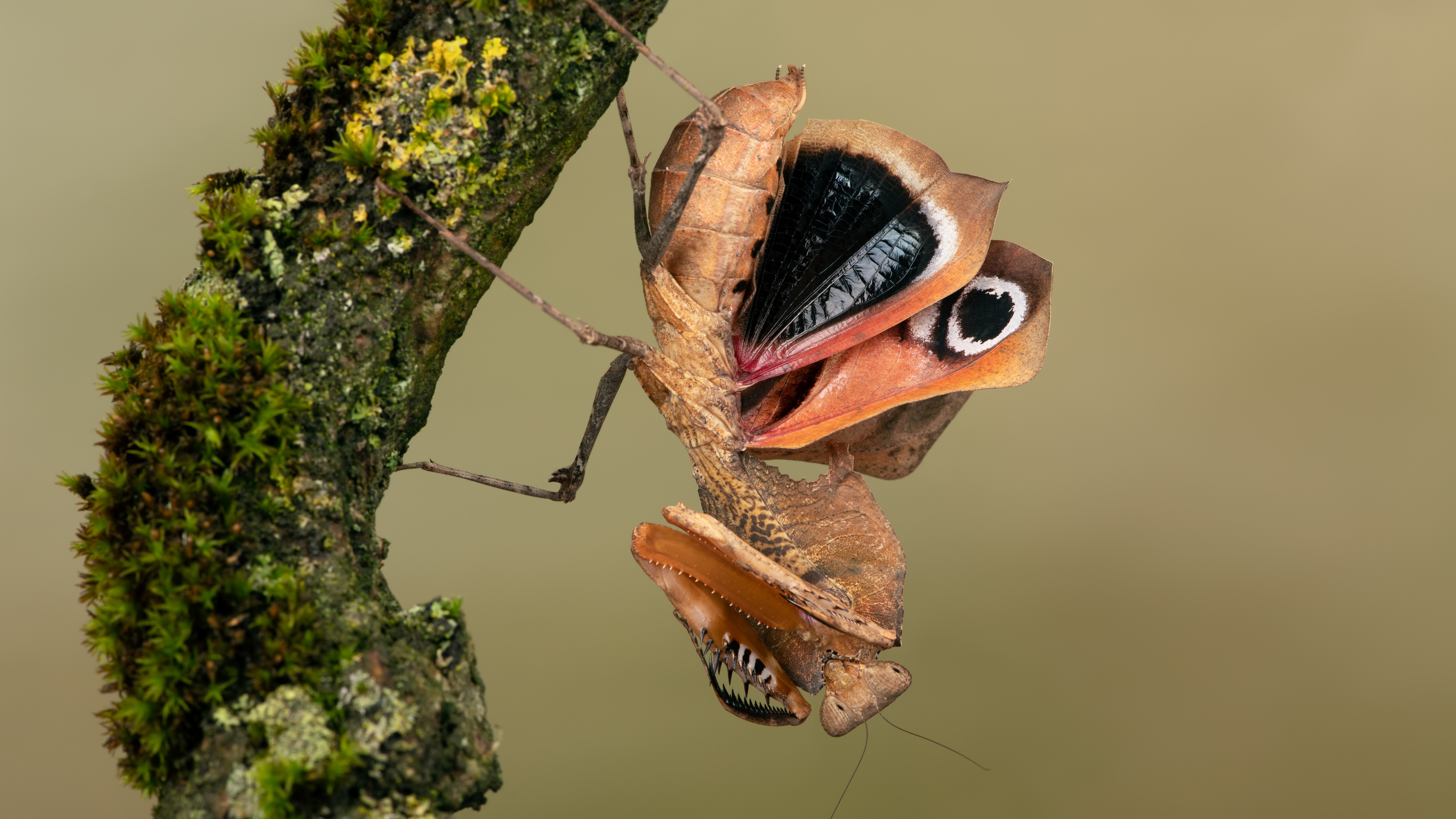 dead-leaf-mantis