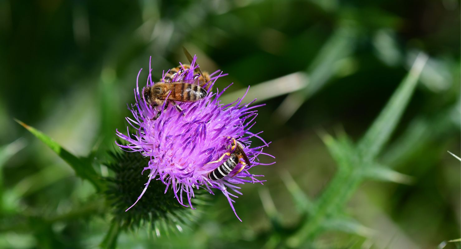 bees on flower