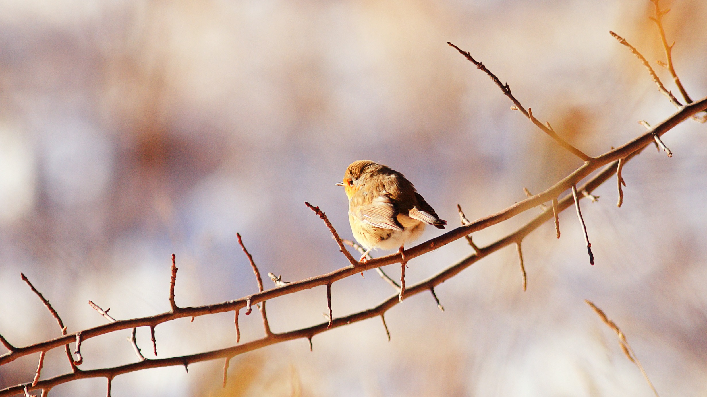 Bird on tree branch