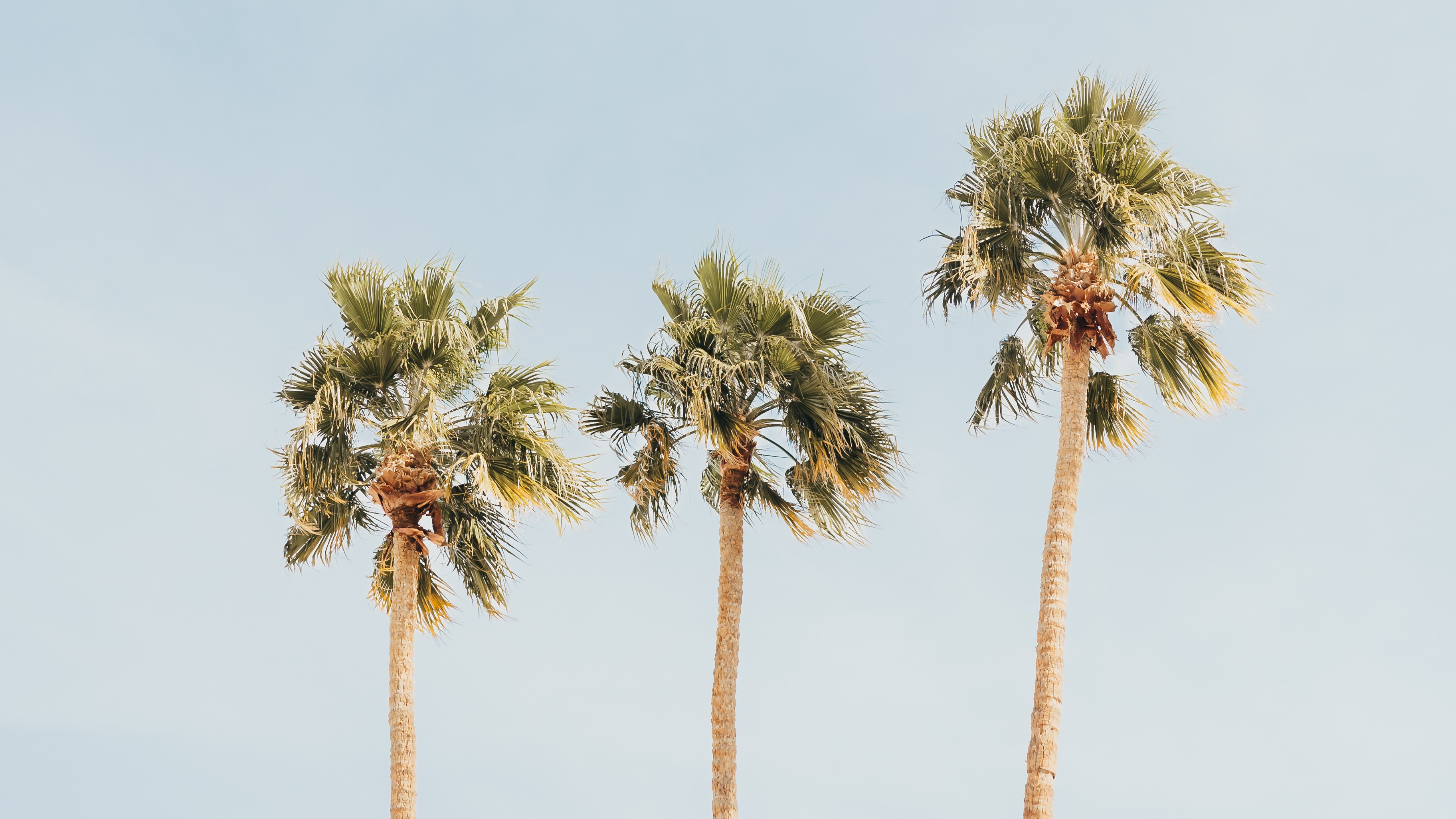 Palm trees in sky