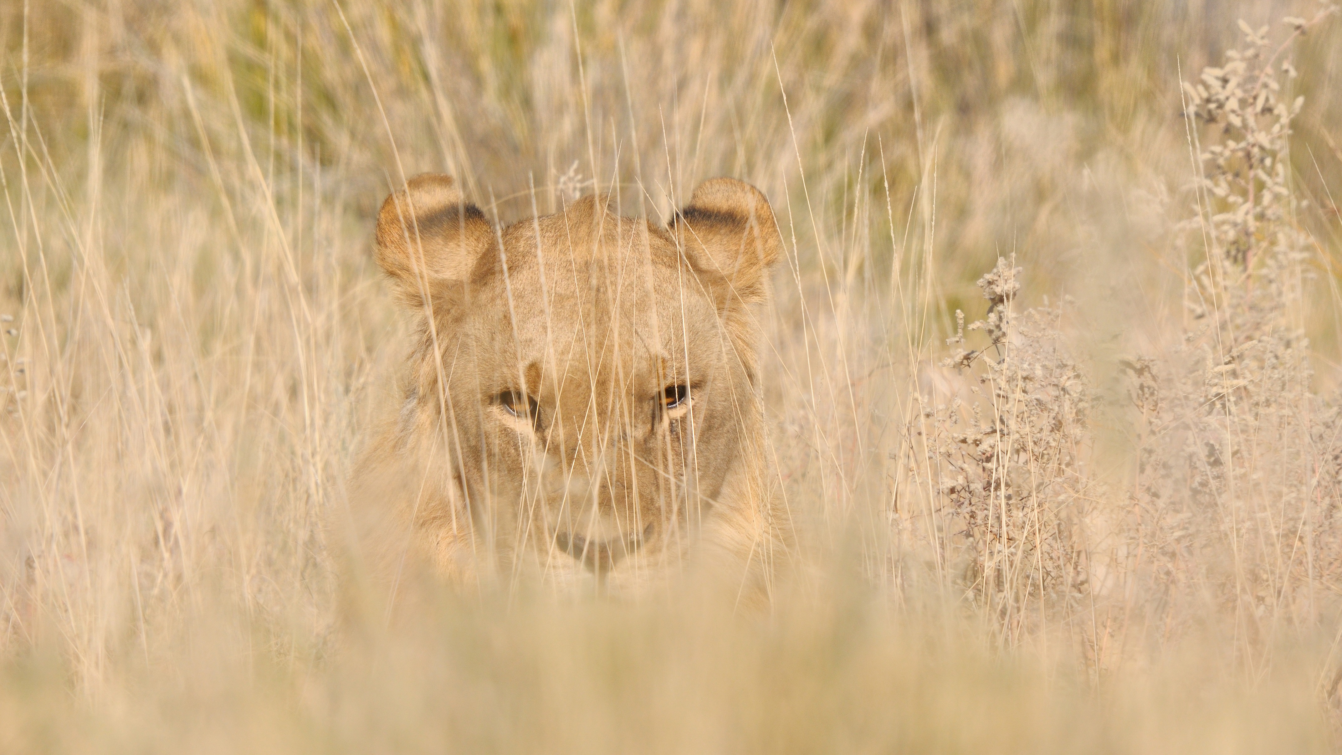 Lion in tall grass