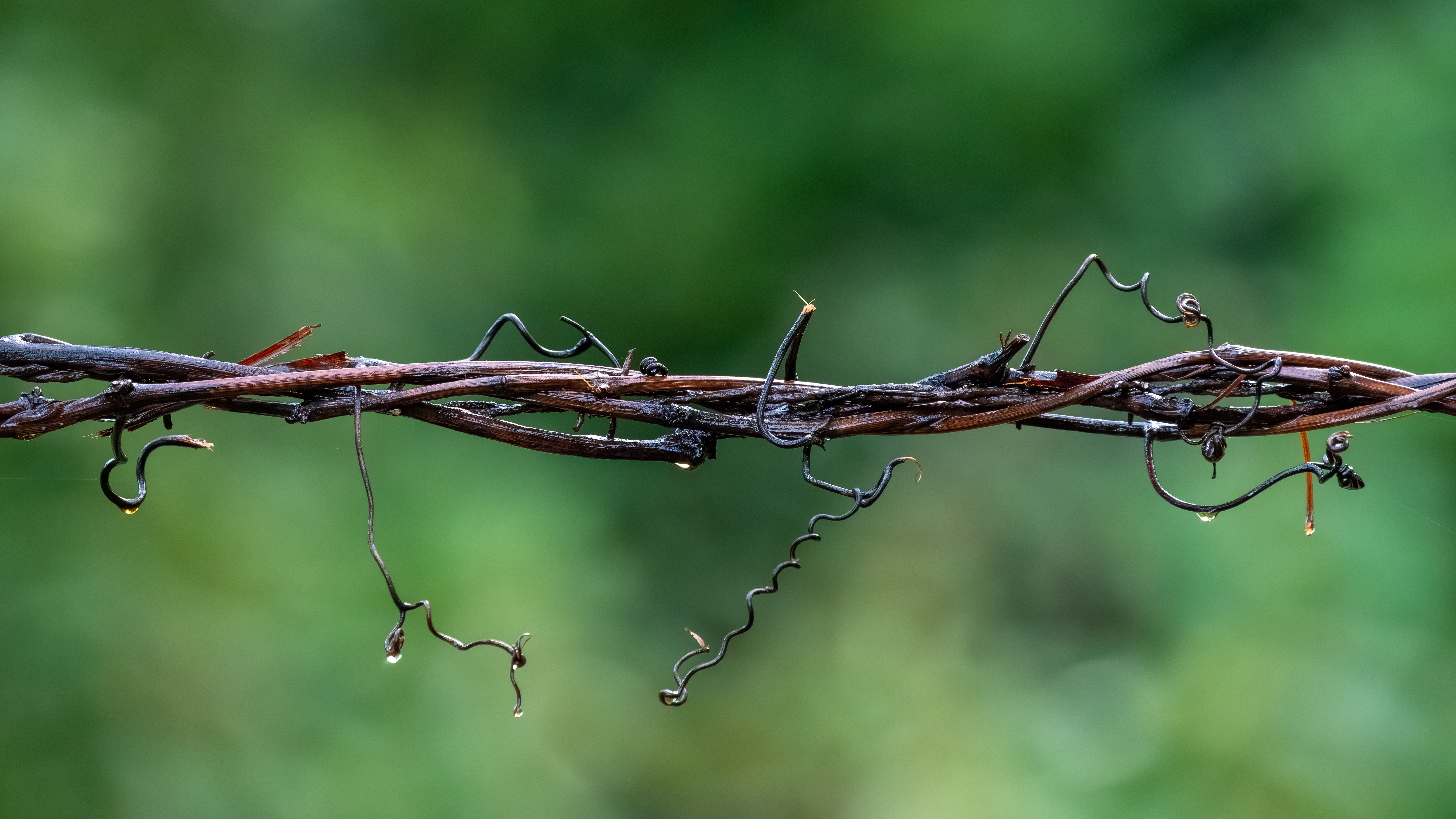 Tree vines in forest
