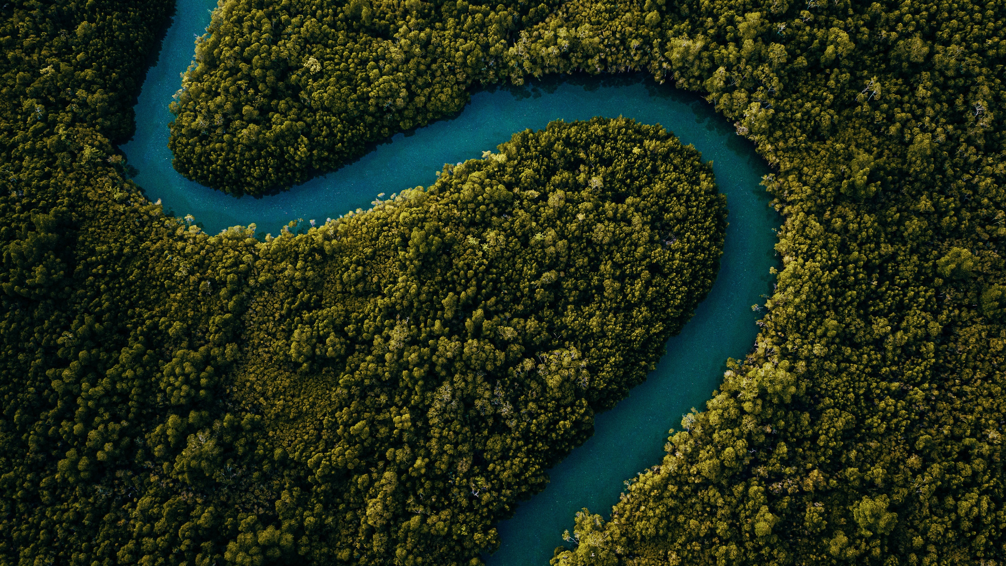 River between lush green rainforest 