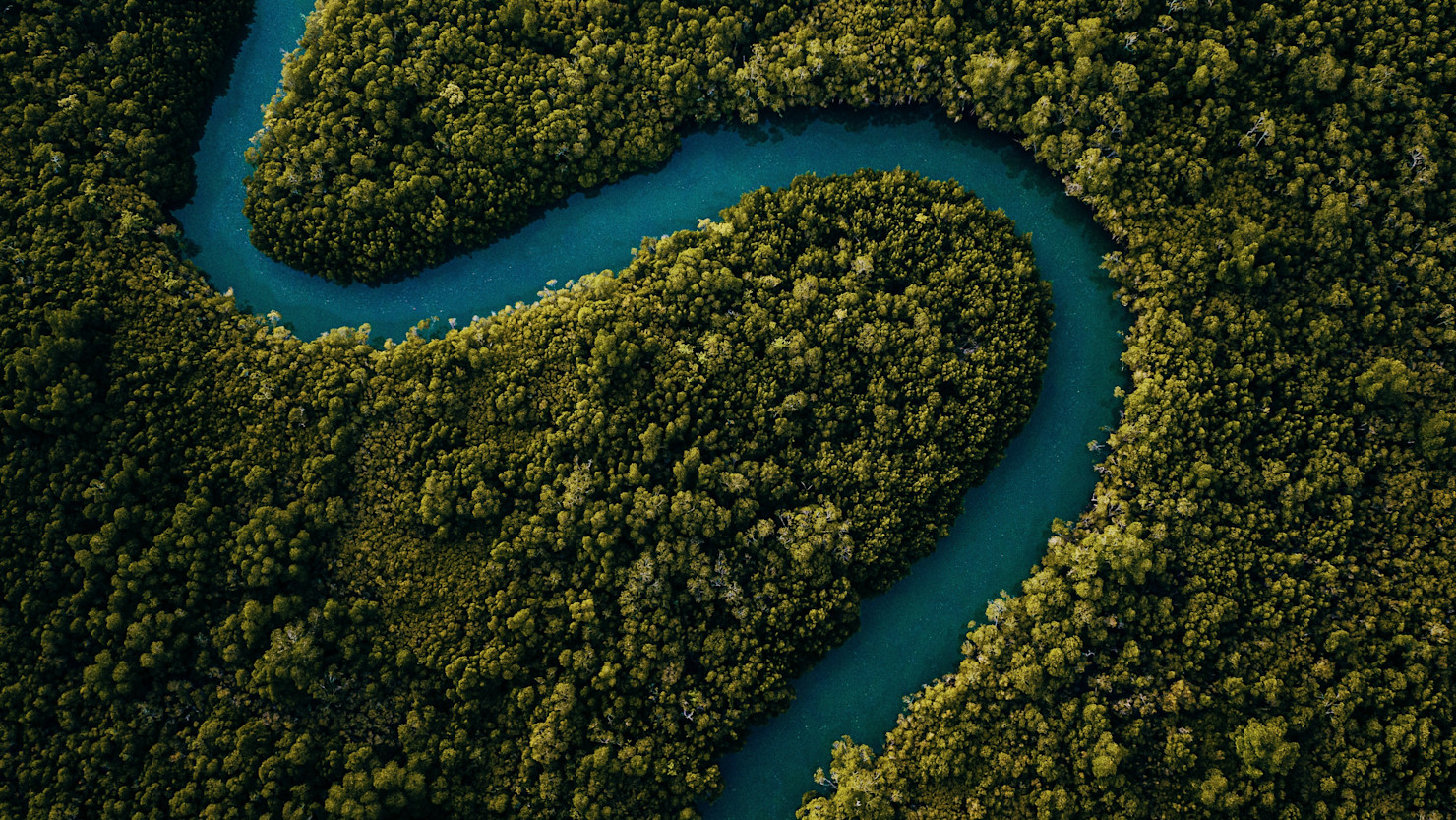 River between lush green rainforest 