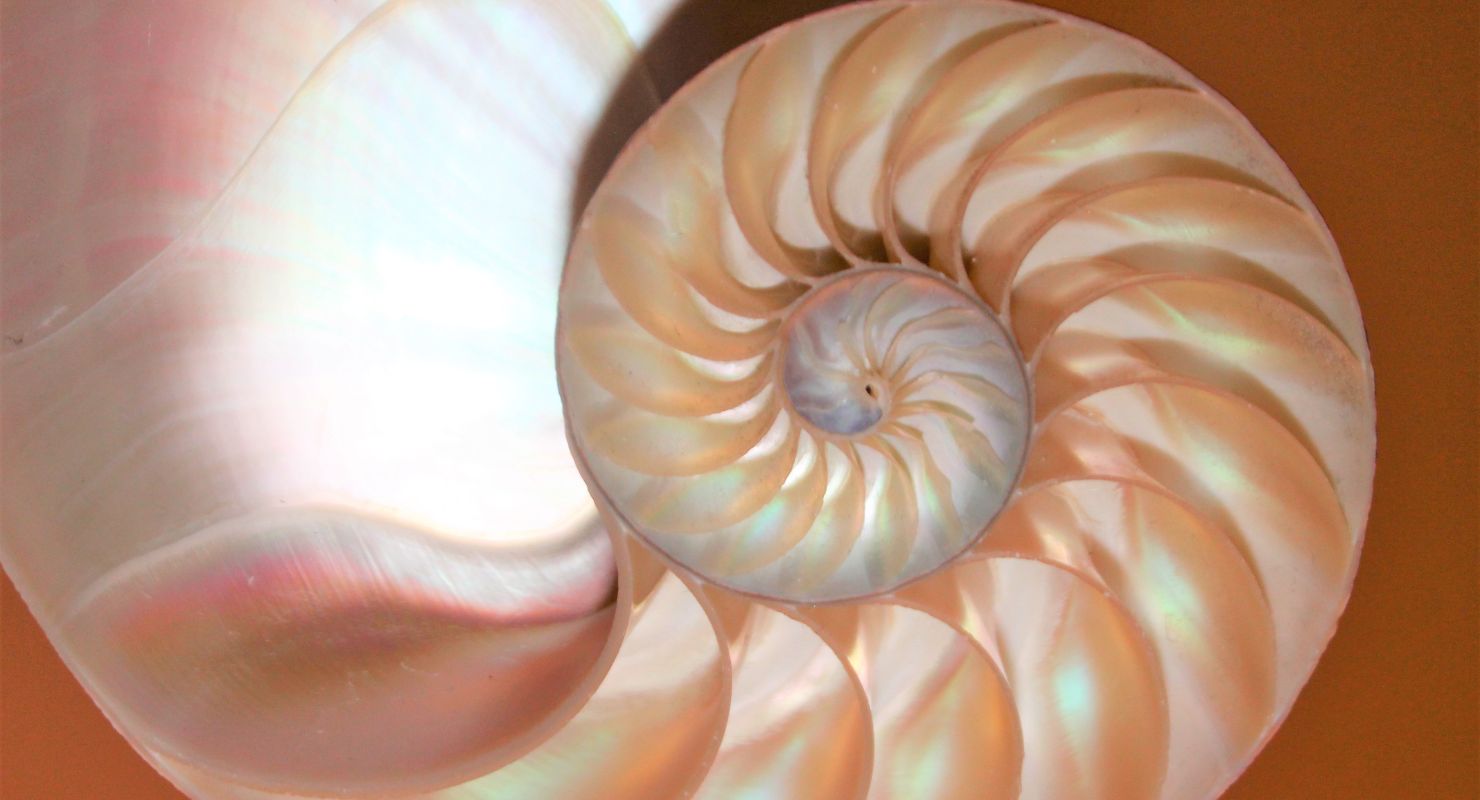 shell