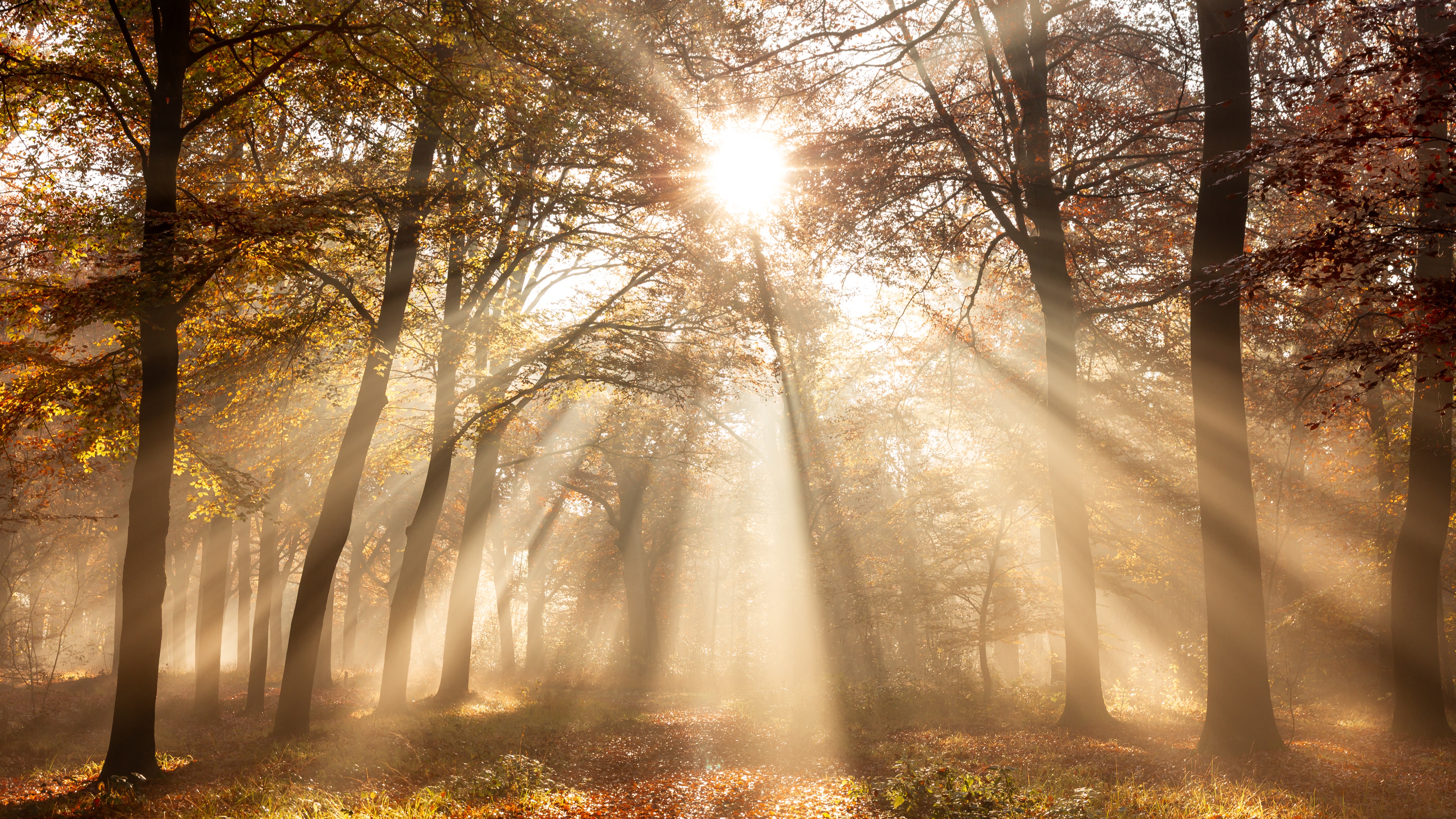 Sun rays shining through trees in the forest