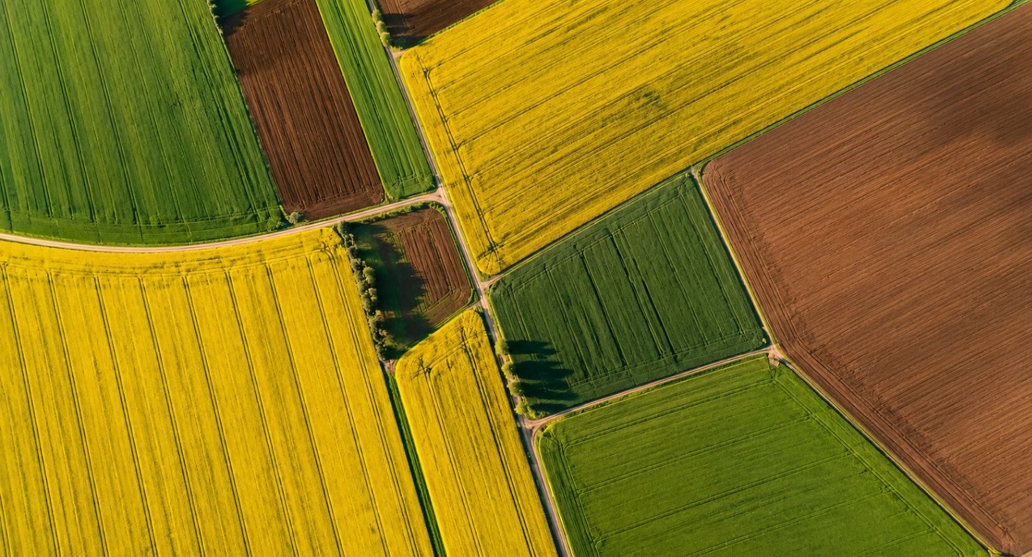 agricultural crop fields