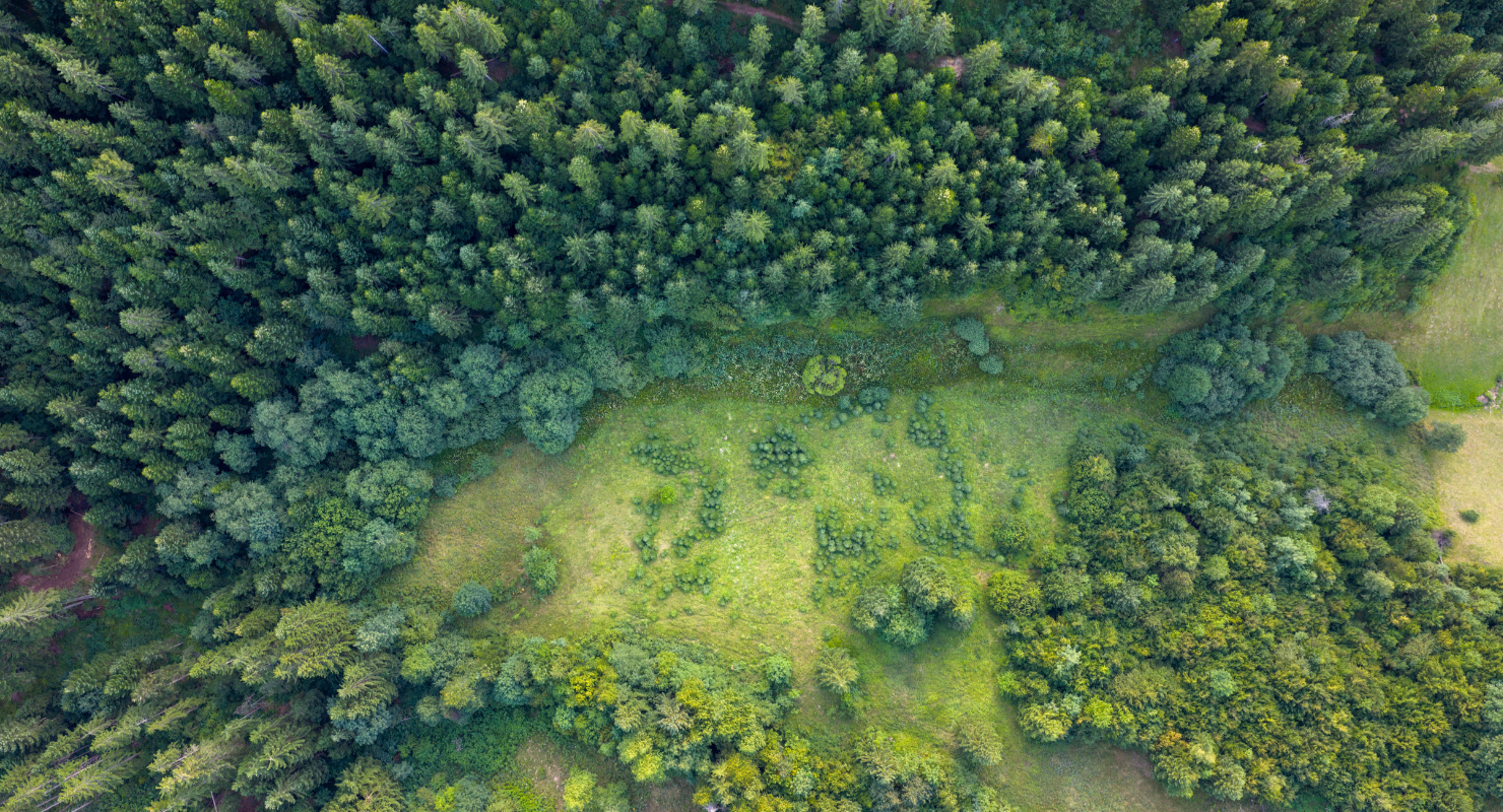 Forest clearing