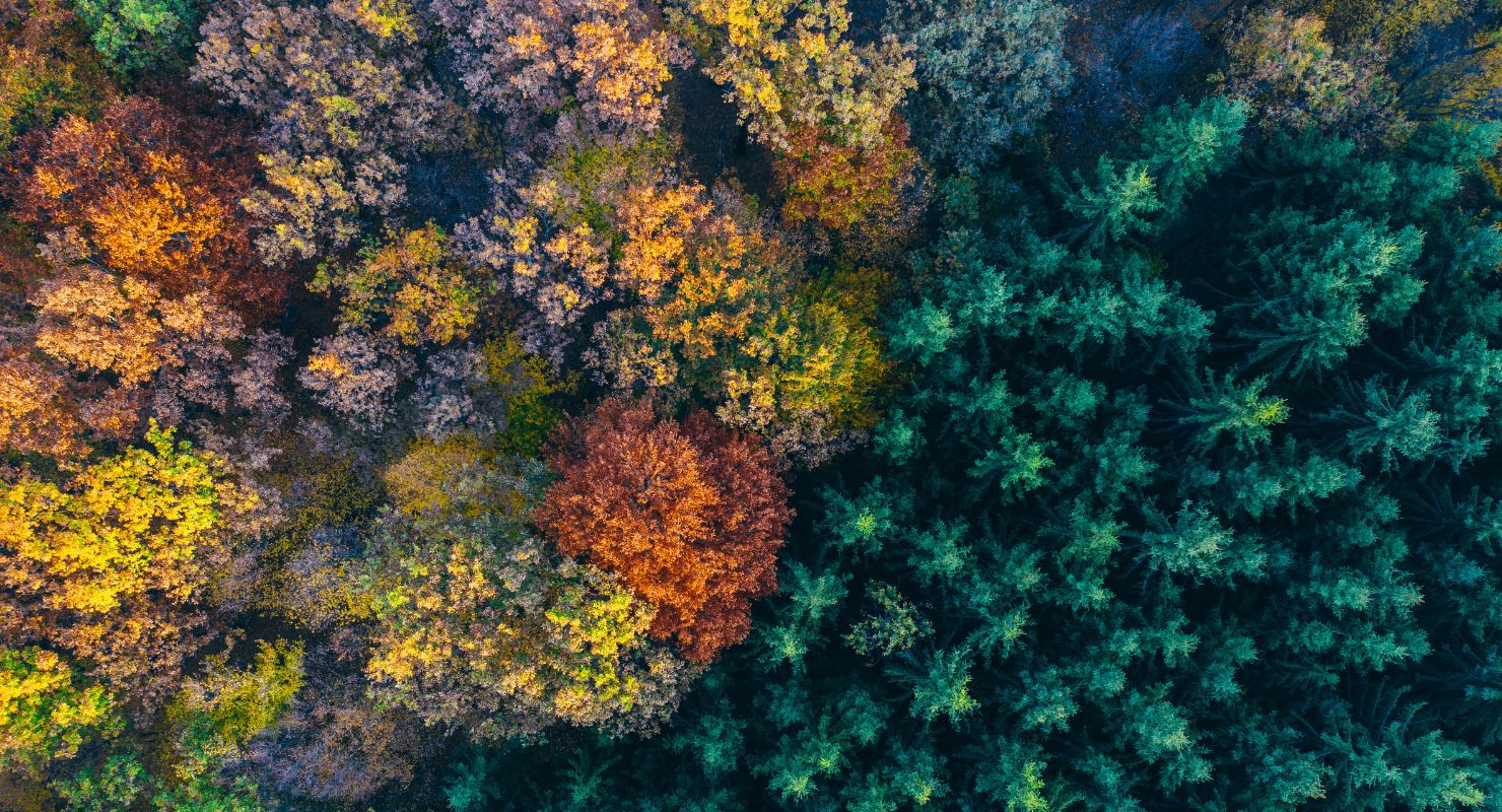 autumn trees