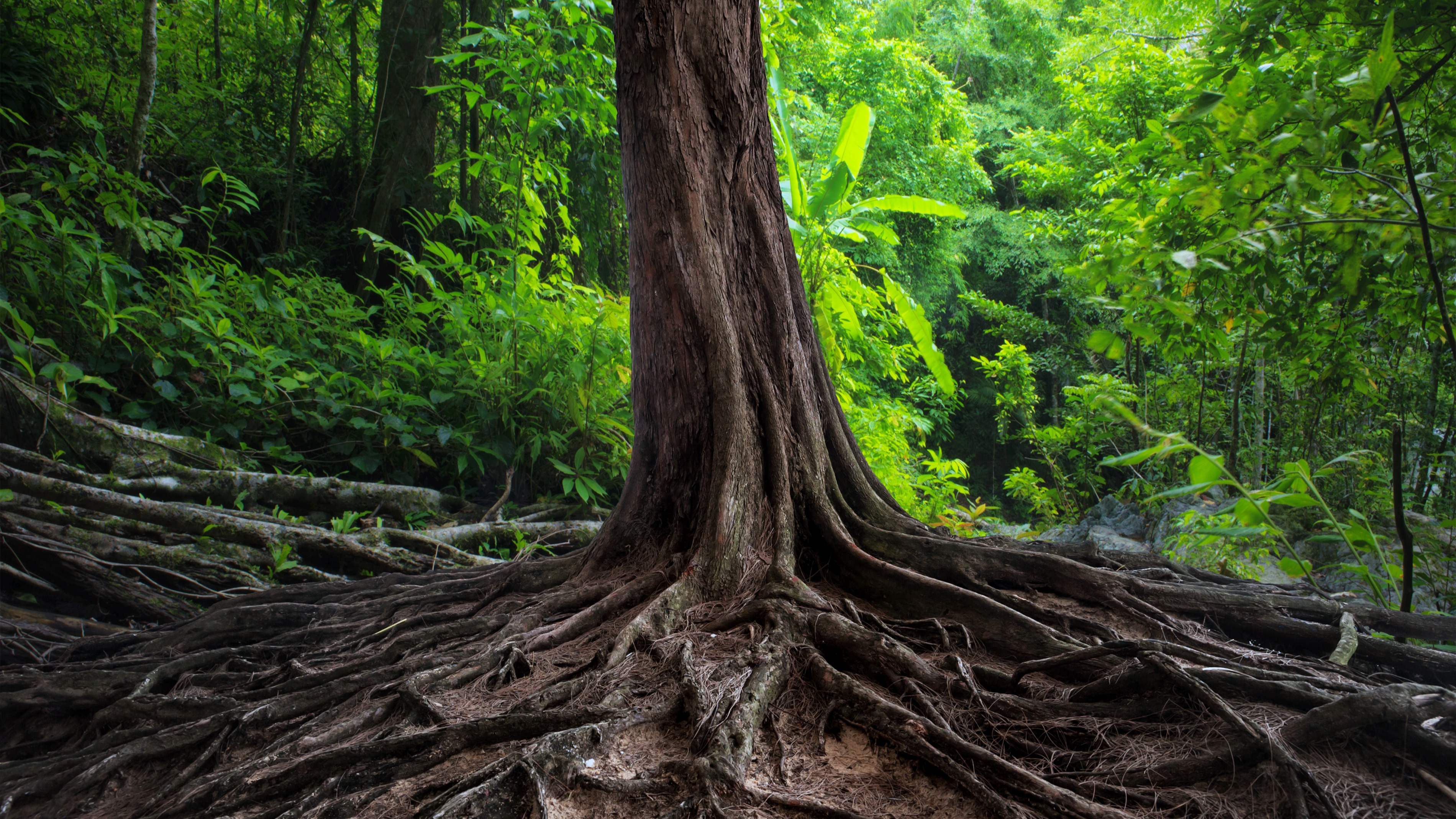Tree roots in forest