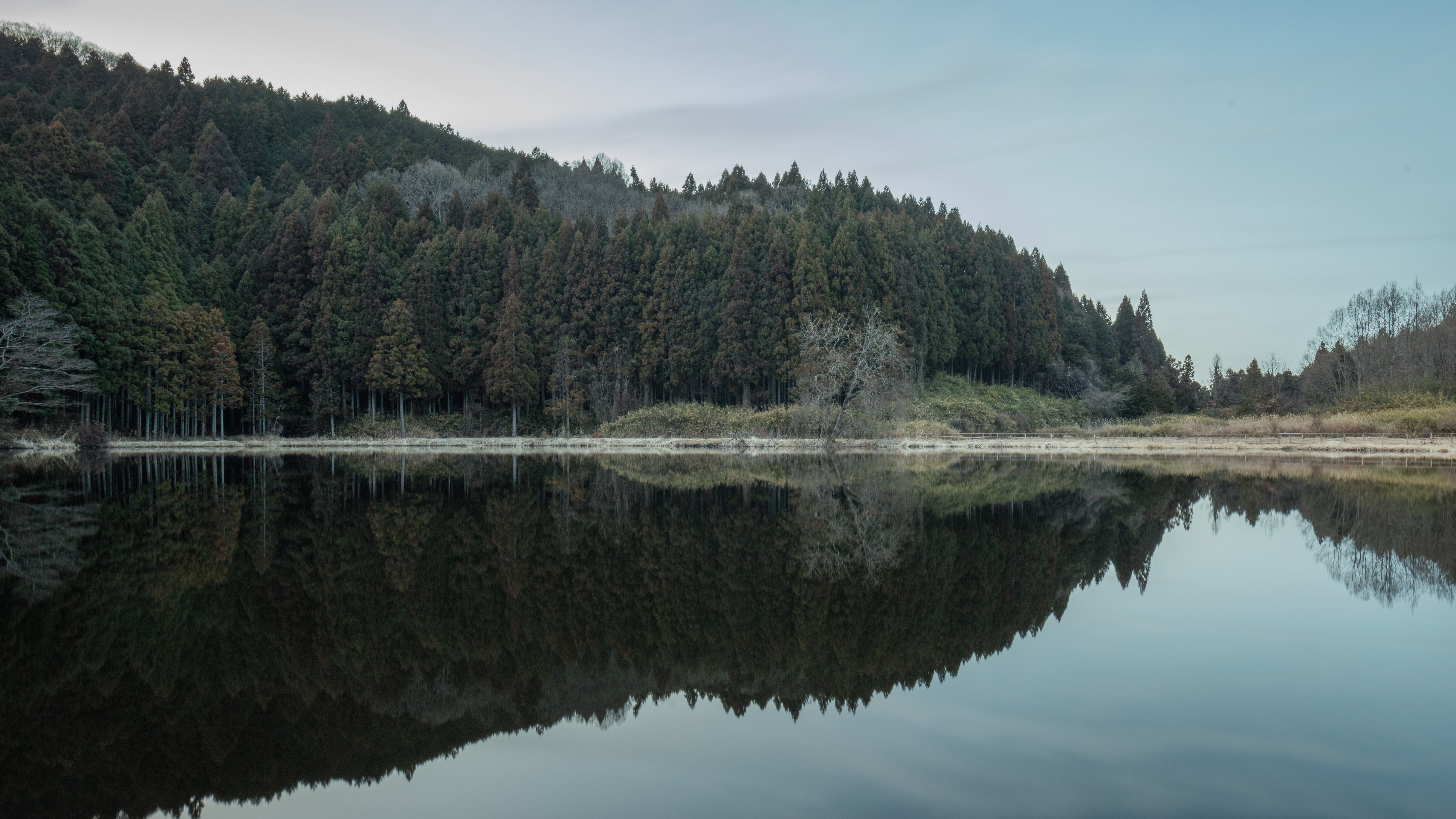 Trees lake