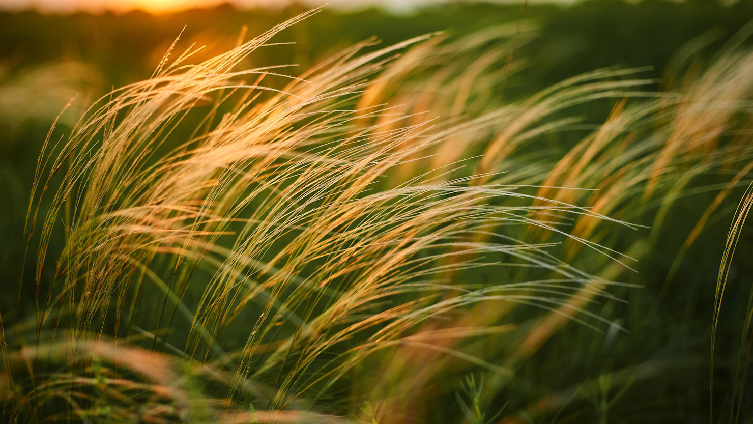 Long grass