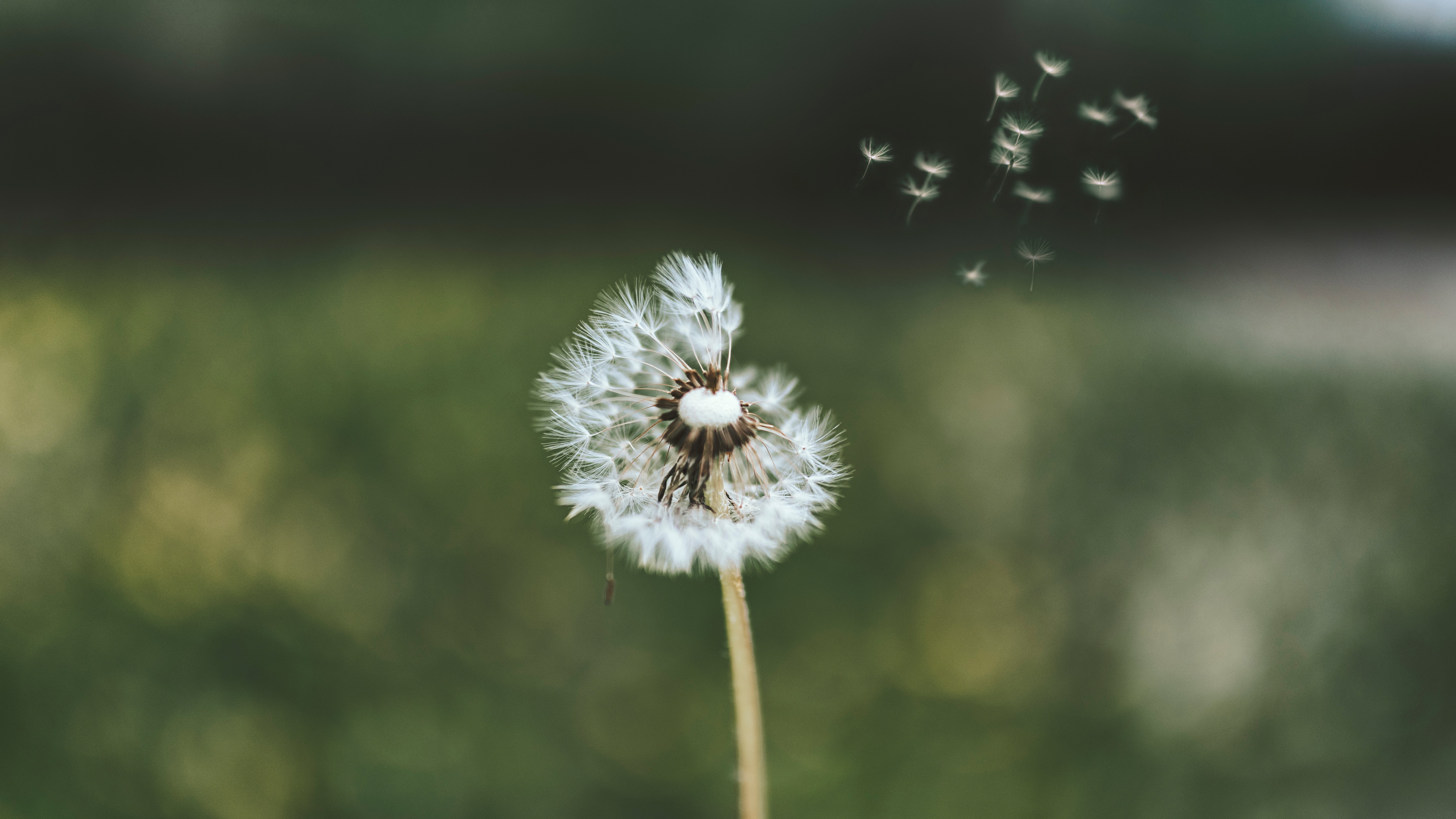 Dandelion