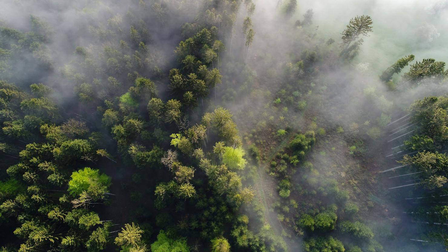 Green forest 