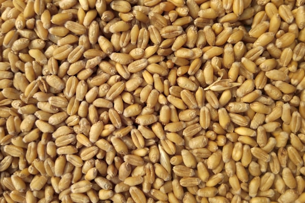 The Future of Agricultural Investment in Ghana: Trends and Opportunities