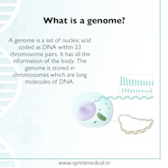 Genome Definition