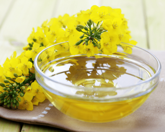 The Dark Side of the Rapeseed oil (Canola)
