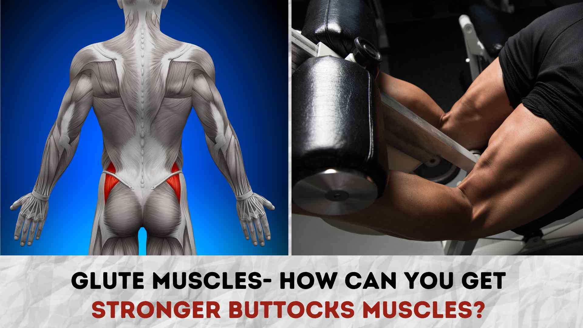 Glute Muscles - How can you get Stronger Buttocks Muscles?