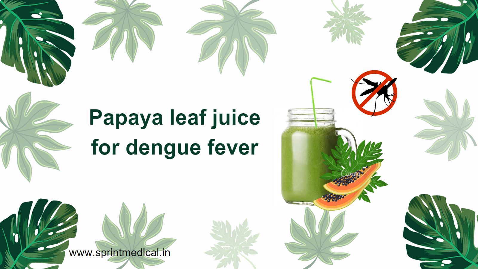 Papaya leaf juice for dengue fever