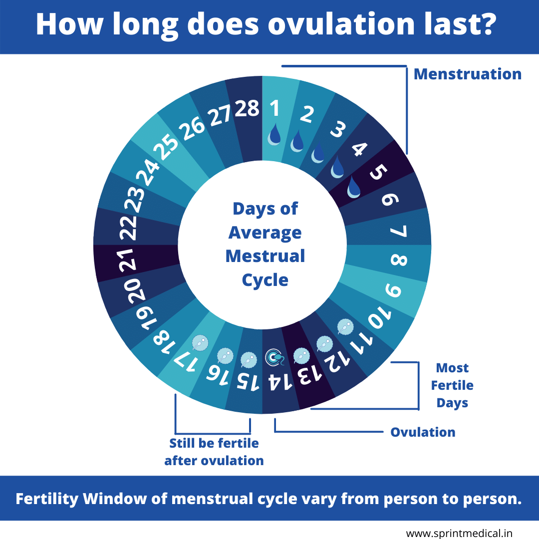 How do ovulation calculators work out your most fertile period?