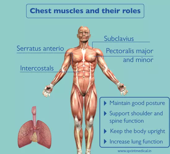 Best Exercises for Chest Muscles