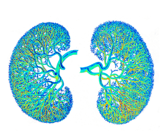 Kidney Health and Basic Diseases - Causes and Treatment