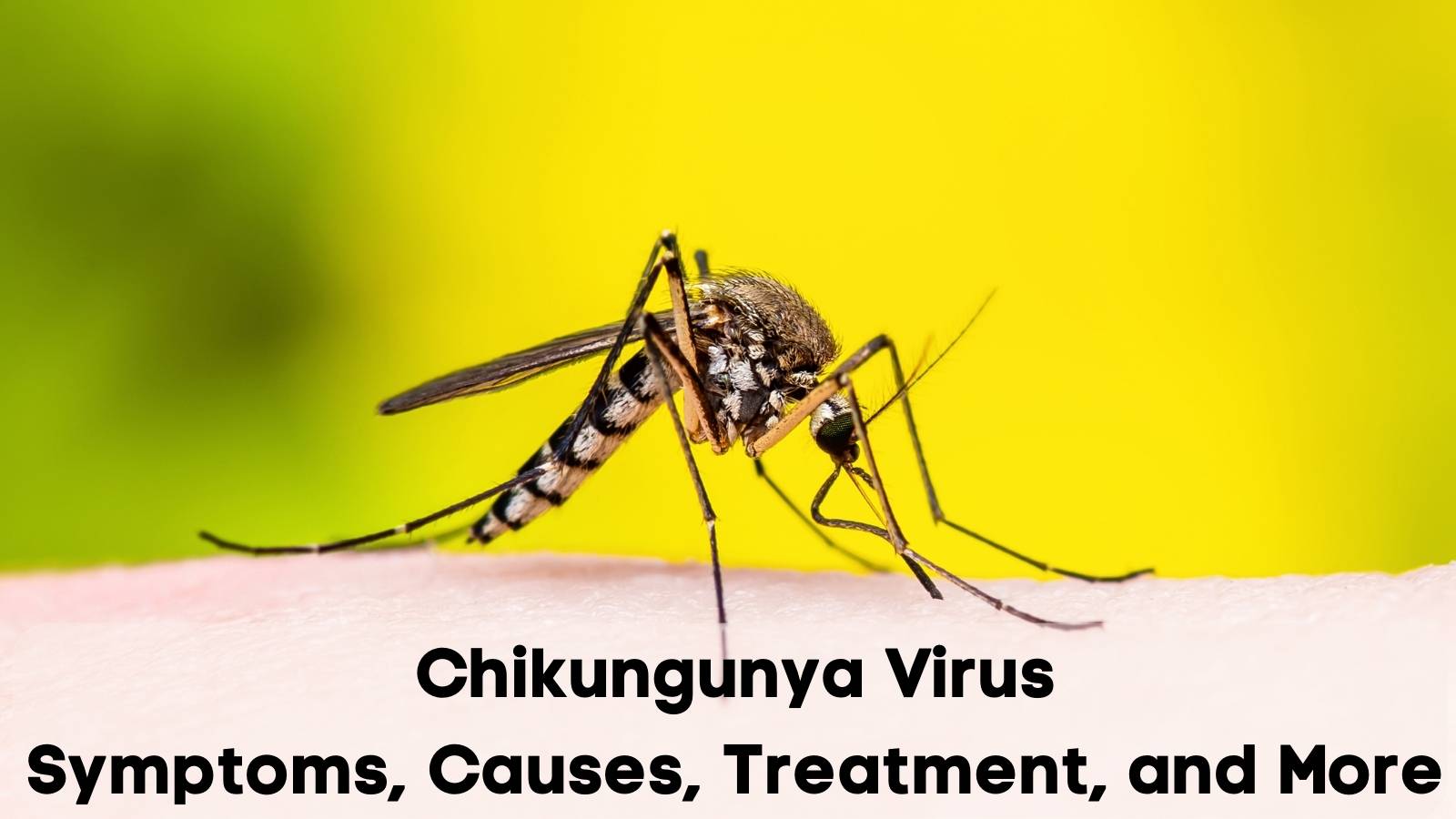 Chikungunya Virus Symptoms, Causes, Treatment, and More
