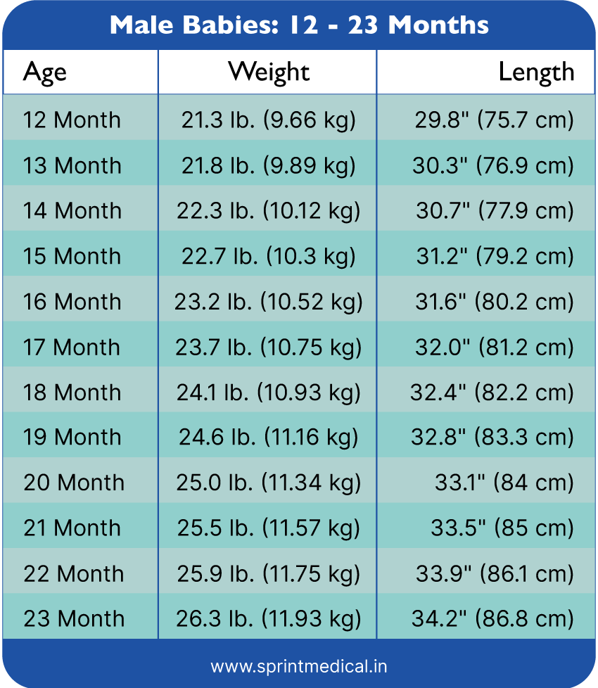 What is the average baby length? Growth chart by month