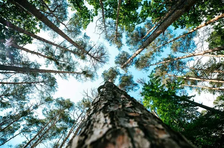 Cimes d'arbres d'une forêt vus du sol en regardant vers le ciel