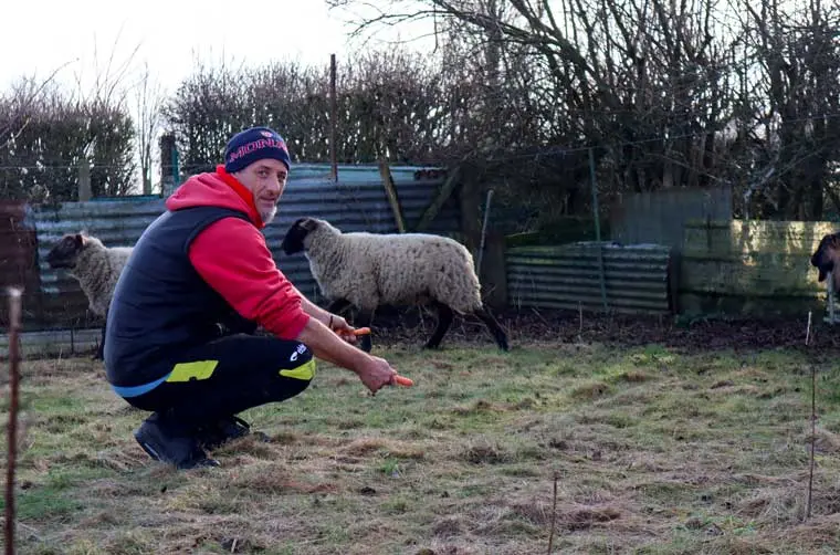 Entrepreneur financé par l'Adie à genoux nourrissant ses moutons