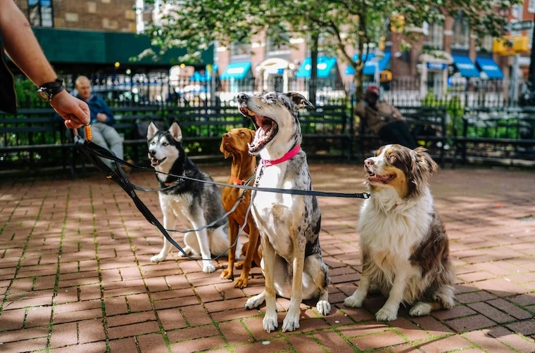 Chiens gardés par un pet sitter financé par l'Adie, en laisse dans un parc