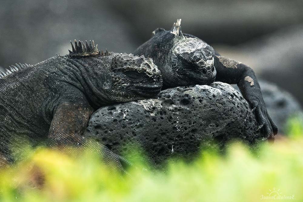 Marine iguana in Galapagos