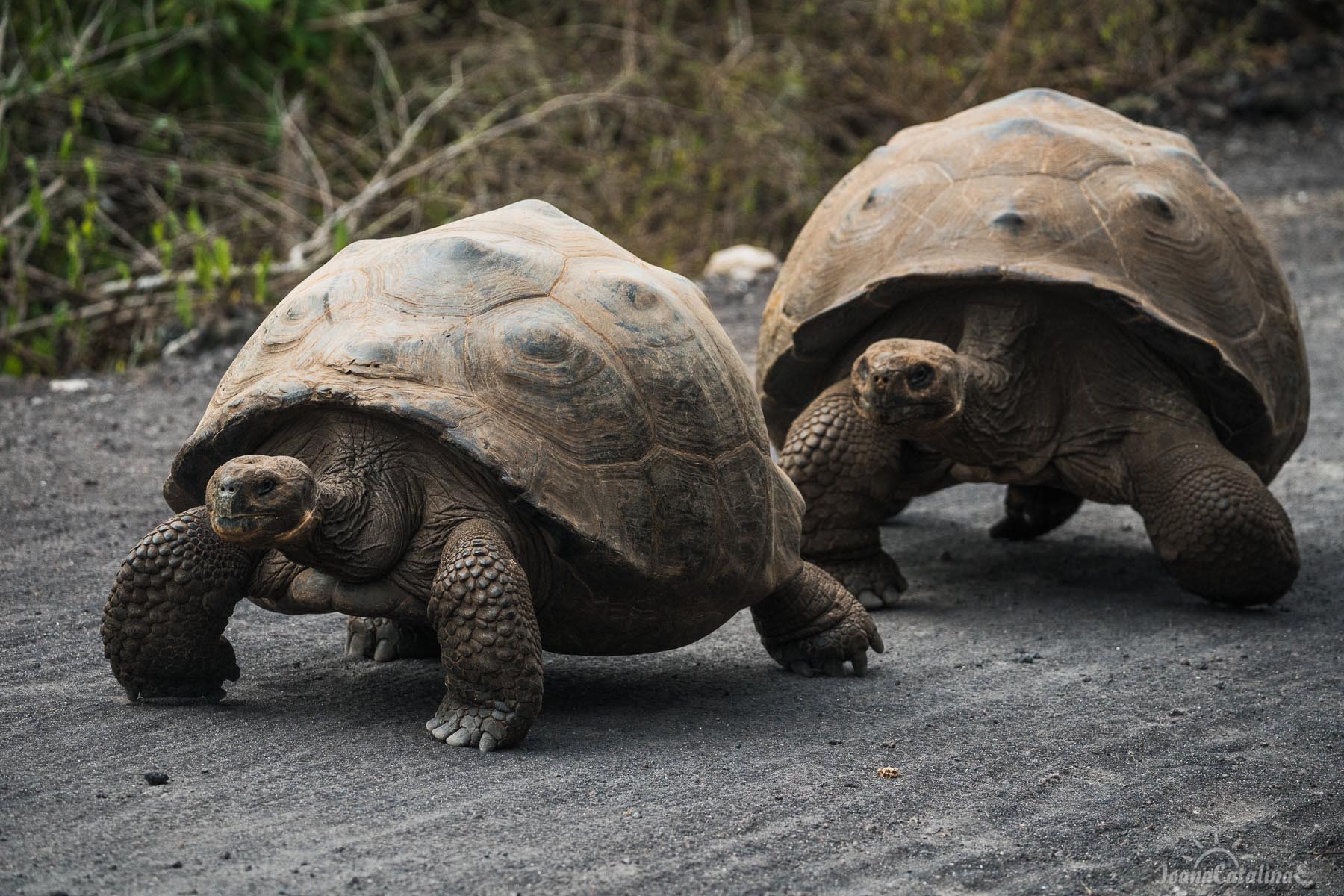 Galapagos Giant Tortoise