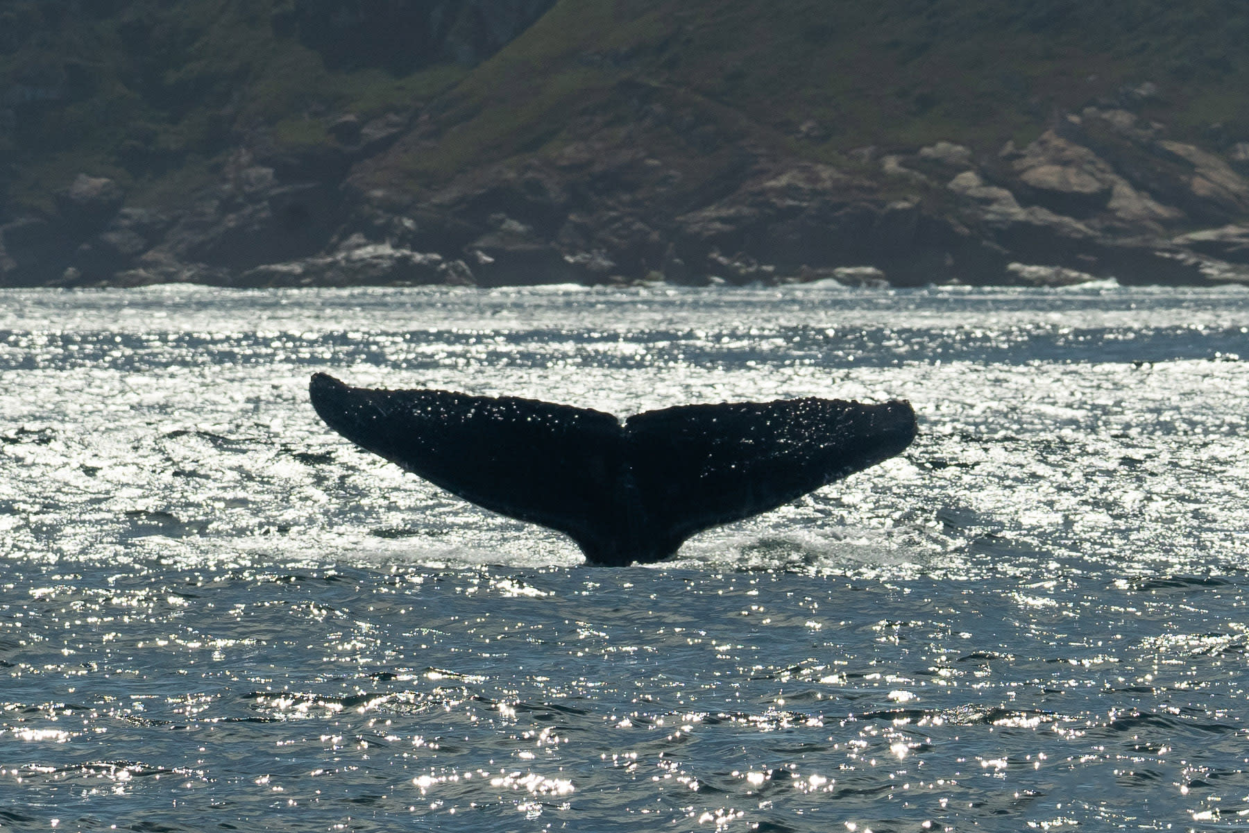 Humpback whale tail